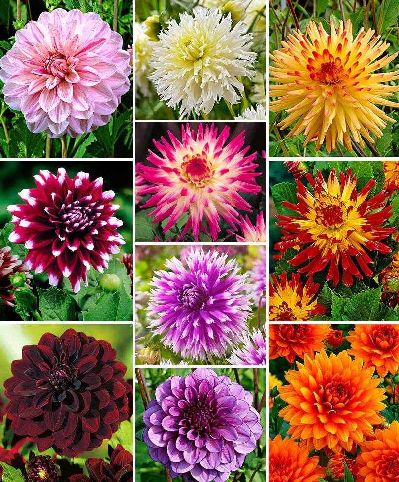 Dahlia 'The Ten' Mélange de couleurs