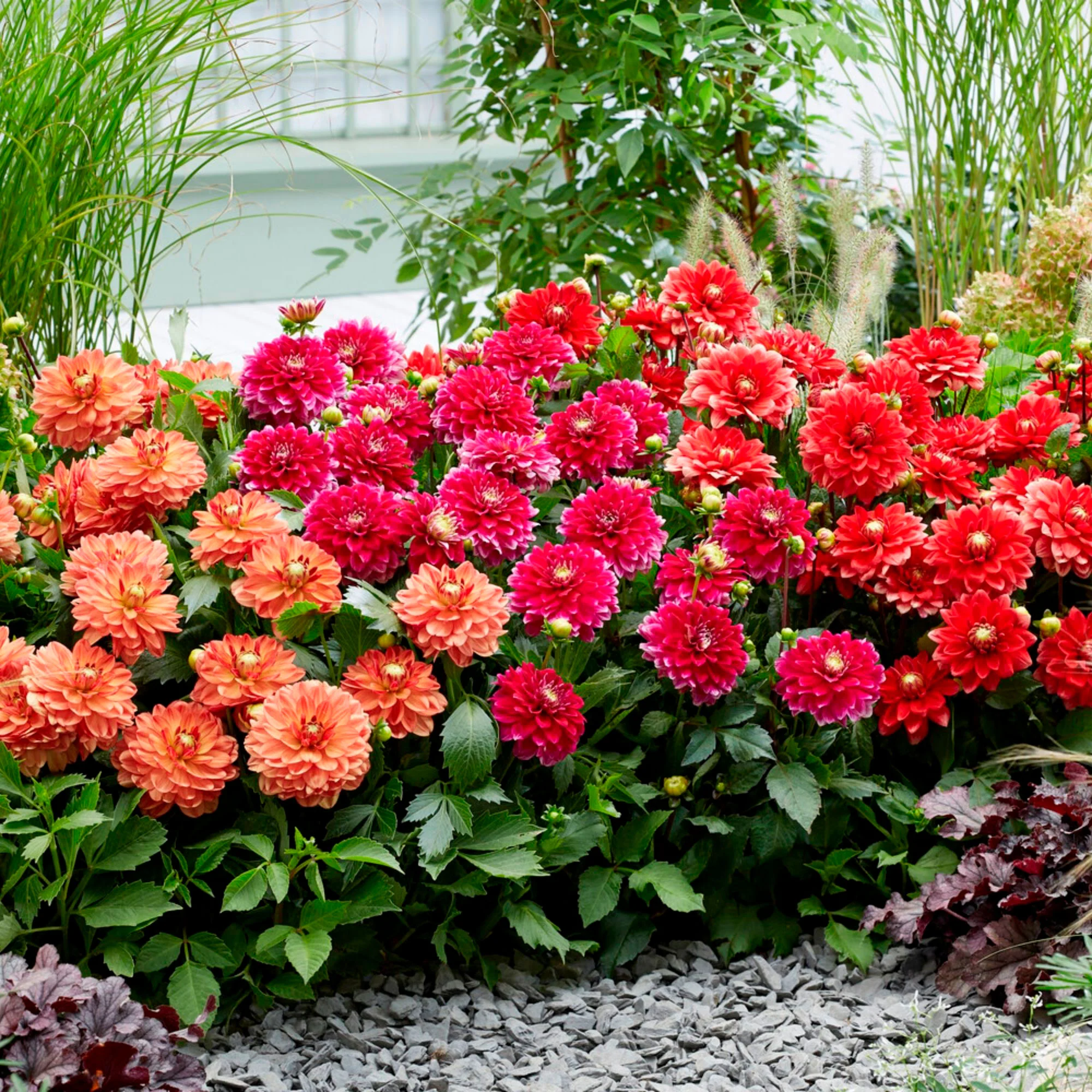Dahlias en mélange  Orangé-Rouge-Rose