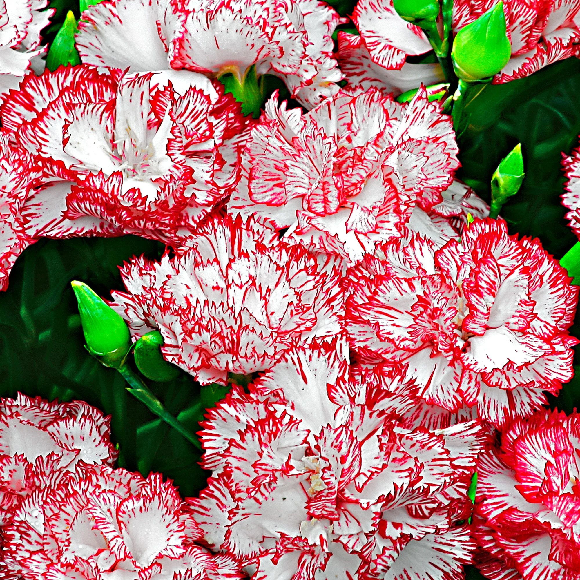 Dianthus 'Fantasy' Rouge-Rose - Image 2