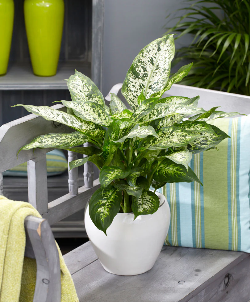 Dieffenbachia 'Compacta'
