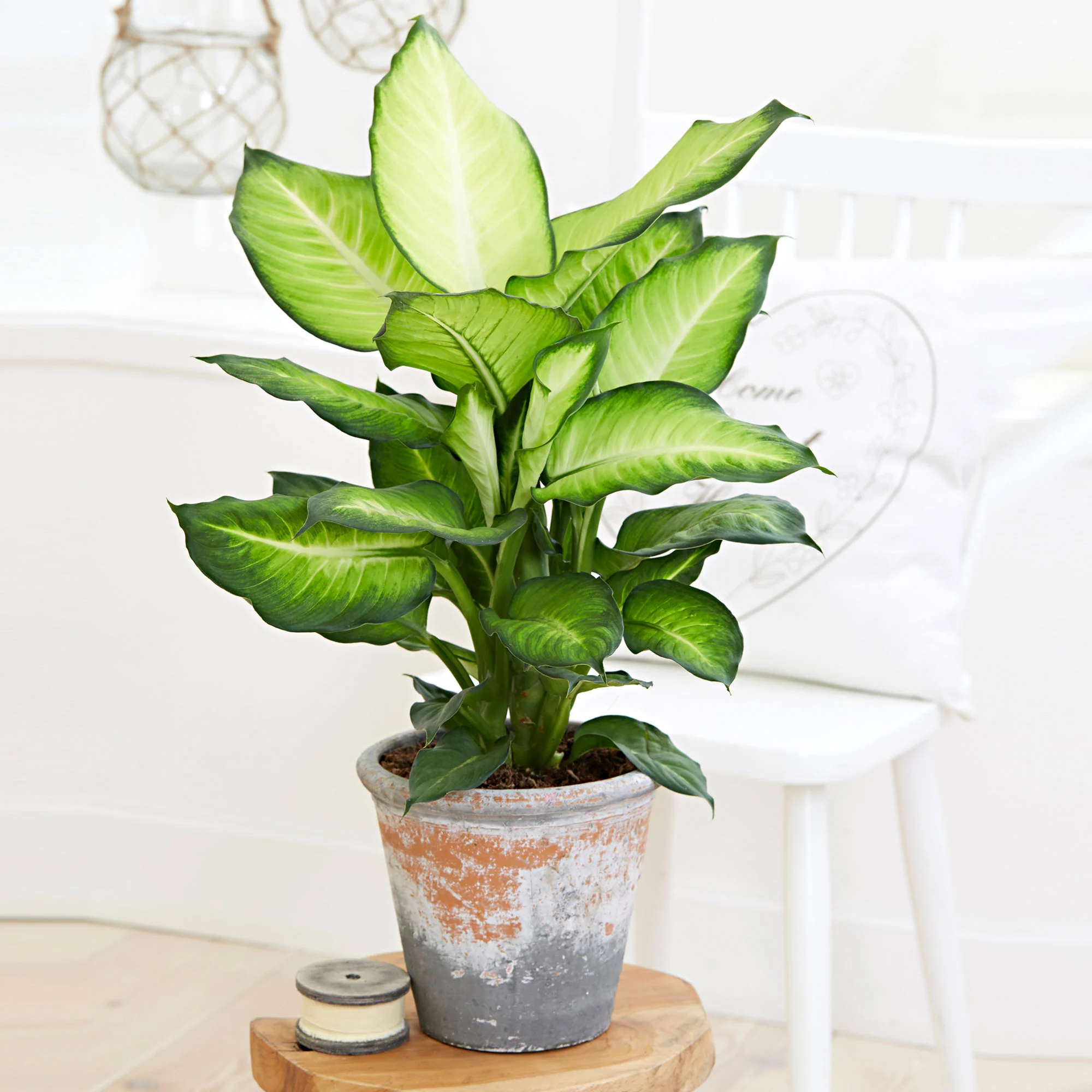 Dieffenbachia 'Summer Style'