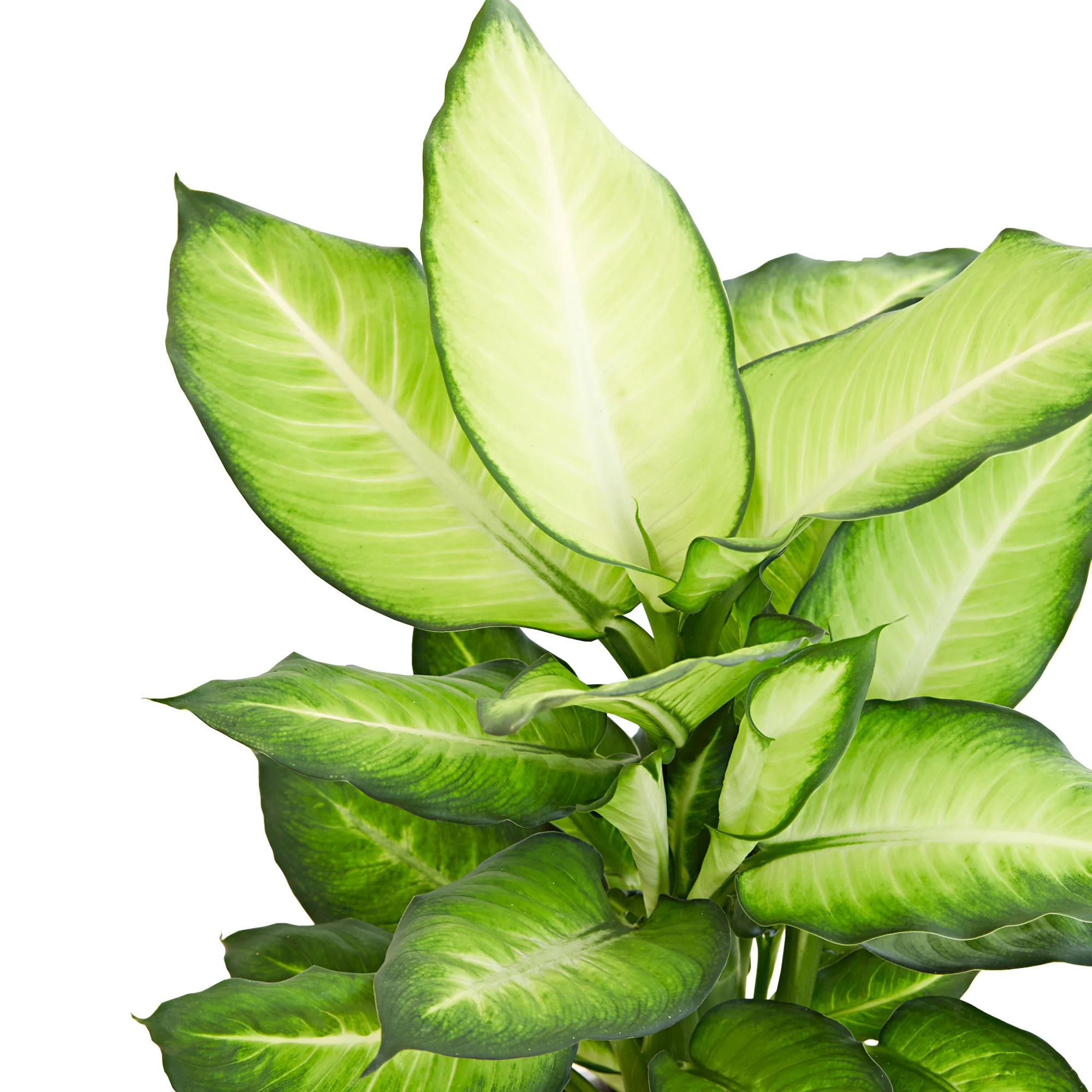 Dieffenbachia 'Summer Style' - Image 3