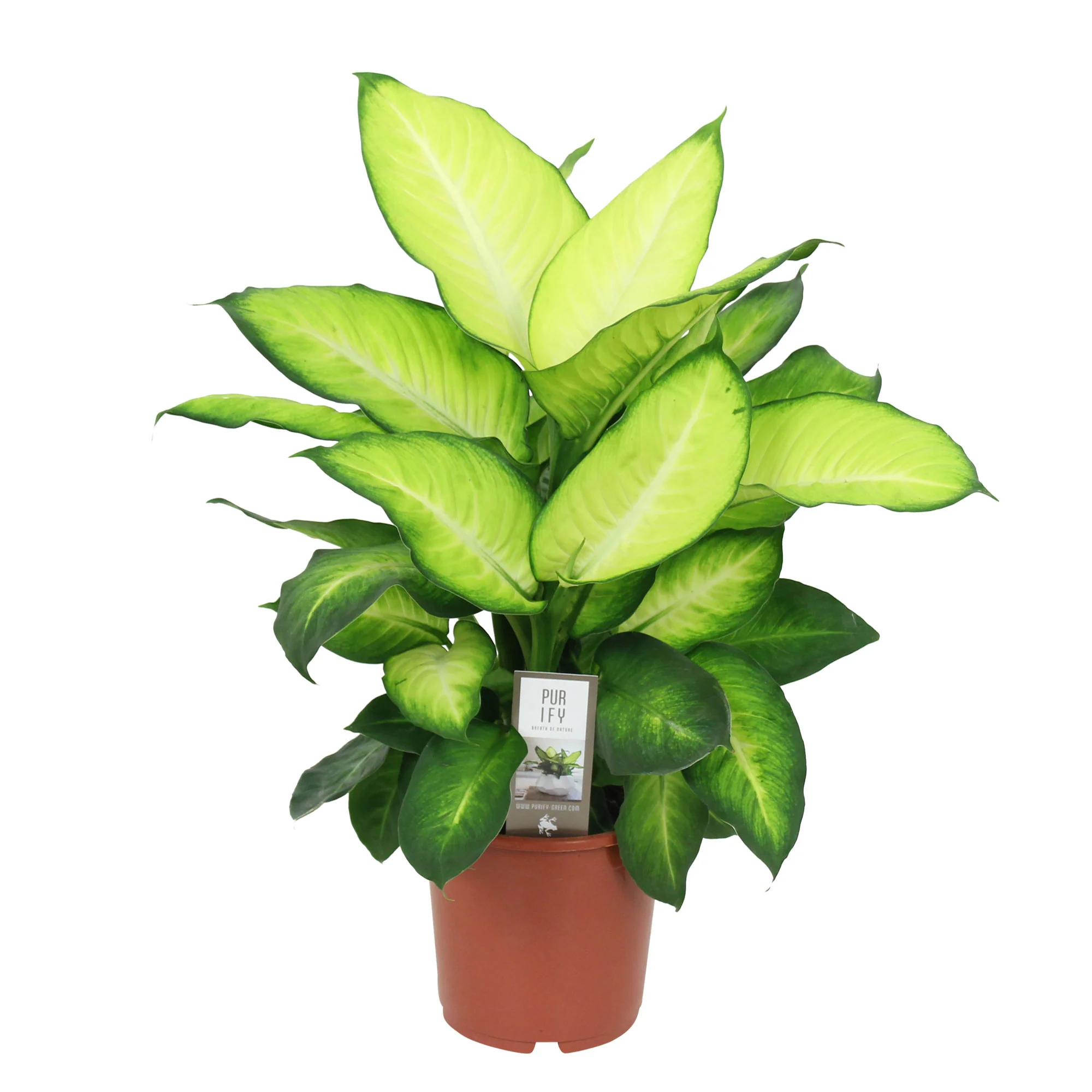 Dieffenbachia 'Summer Style' - Image 4