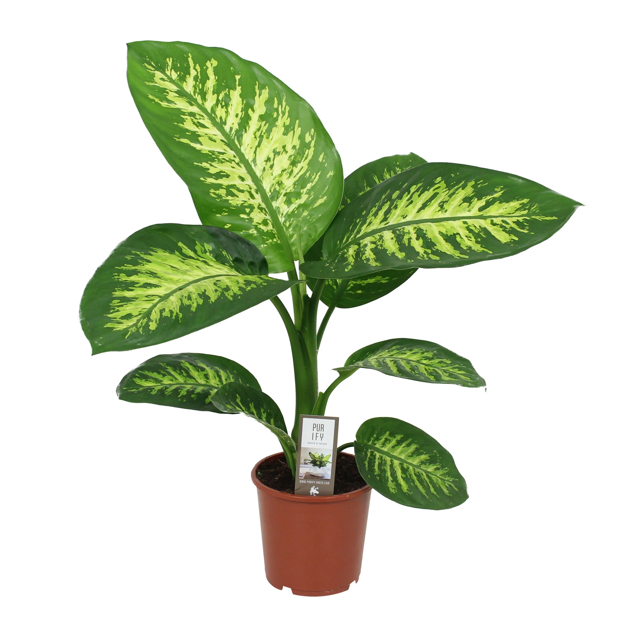Dieffenbachia 'Tropic Snow' - Image 4