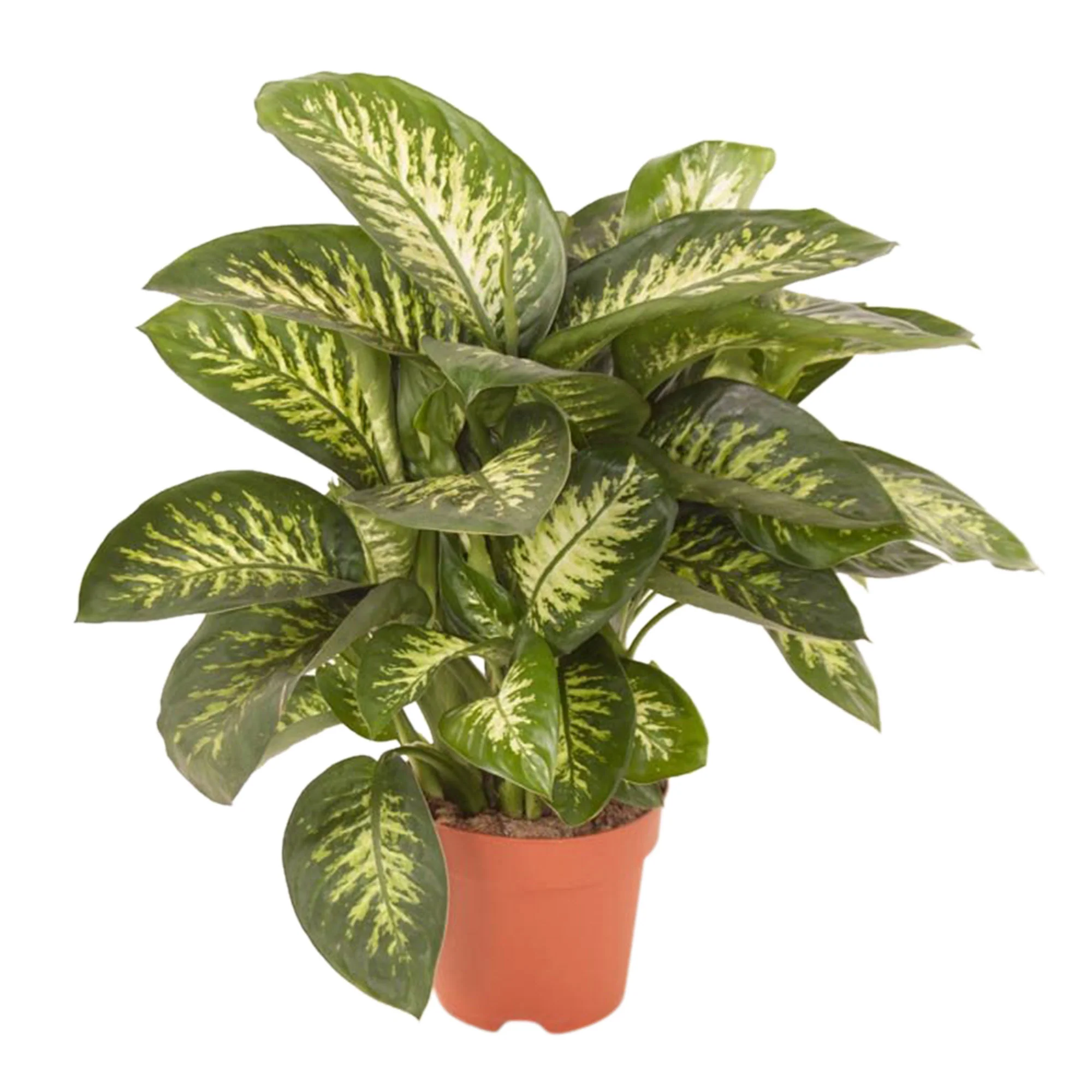 Dieffenbachia 'Tropic Snow' XL - Image 4