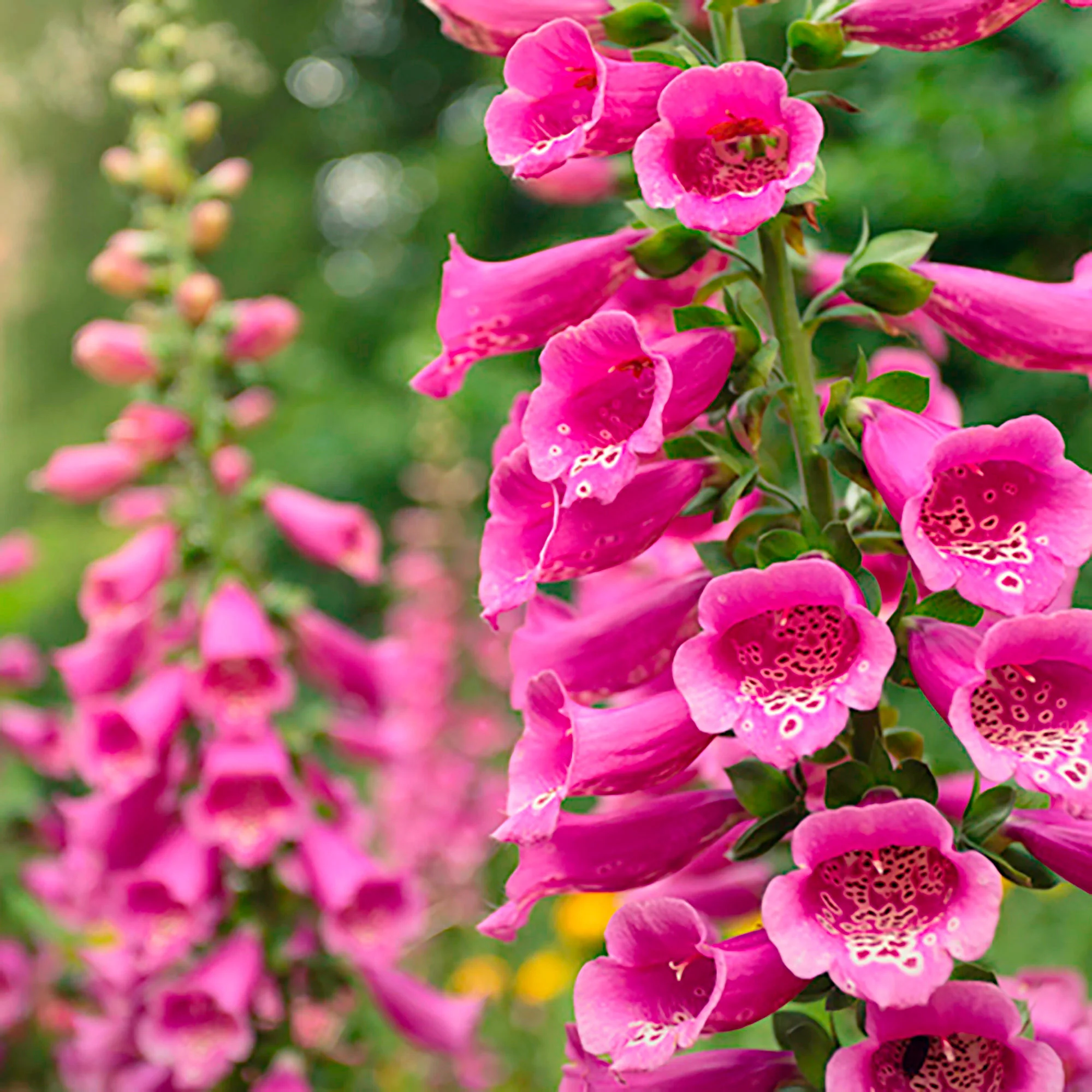 Digitale  Digitalis  'Pink Panther' Rose - Image 3