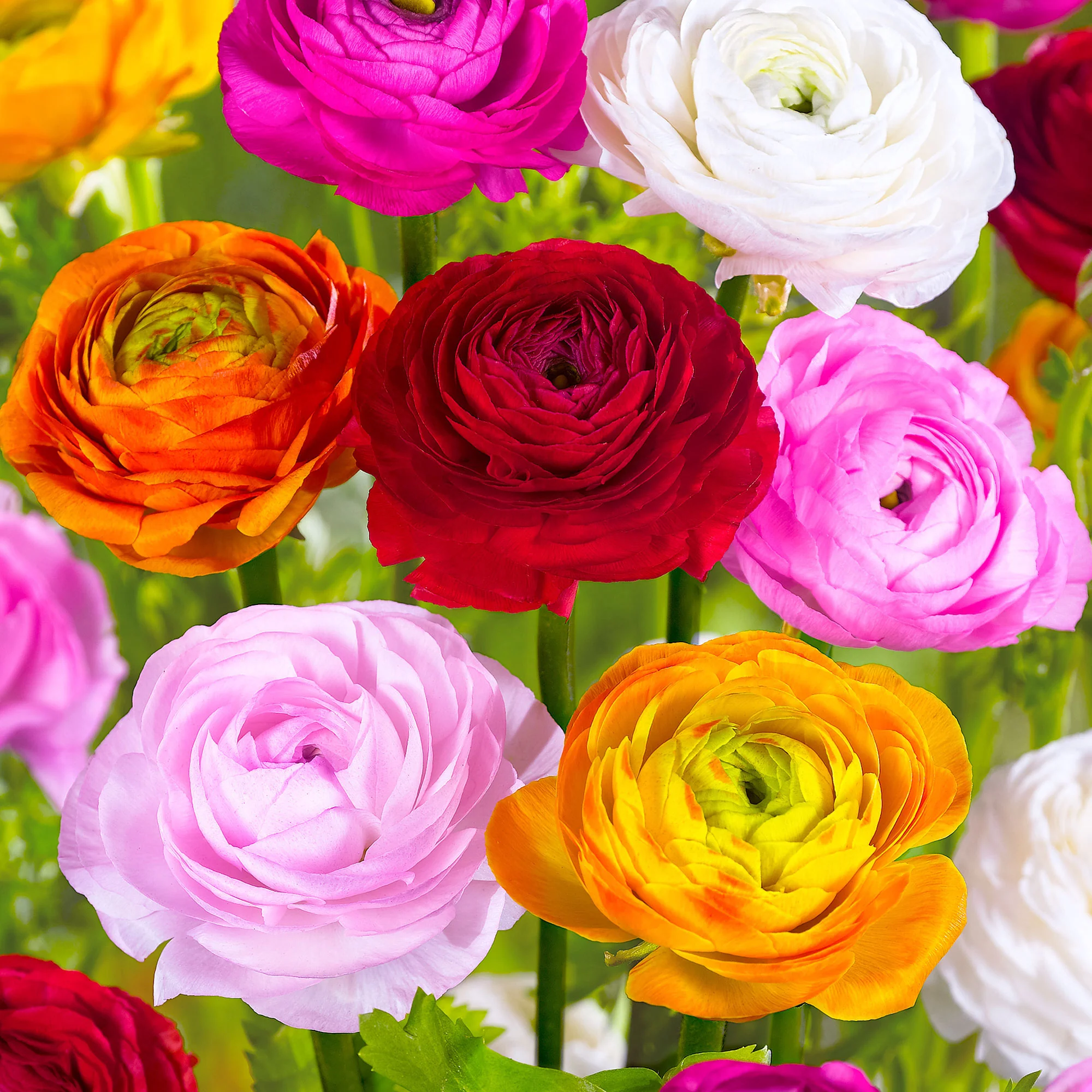 Doubles fleurs renoncule Ranunculus asiaticus - Mélange 'Summer Party'