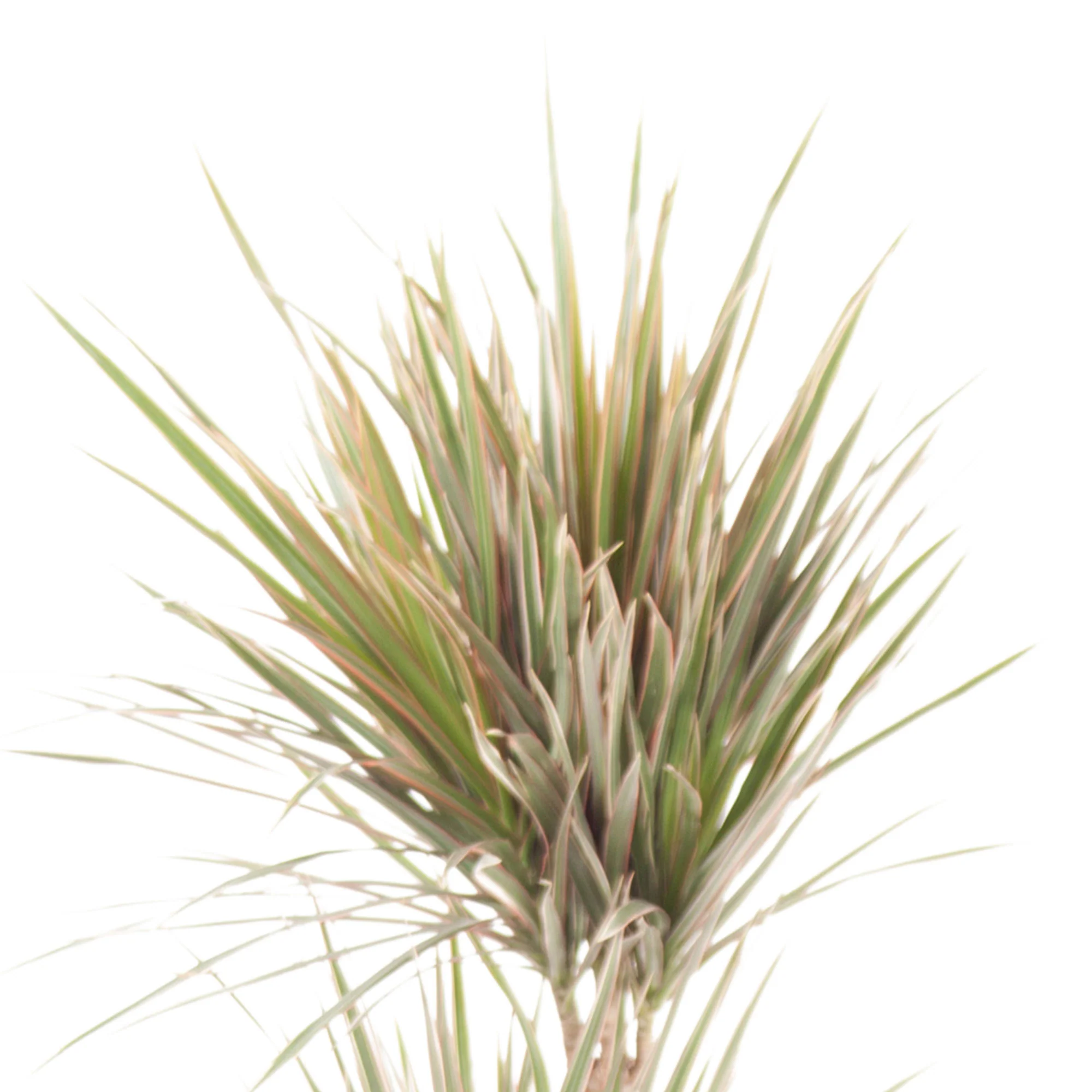 Dragonnier Dracaena 'Bicolor' - Image 3