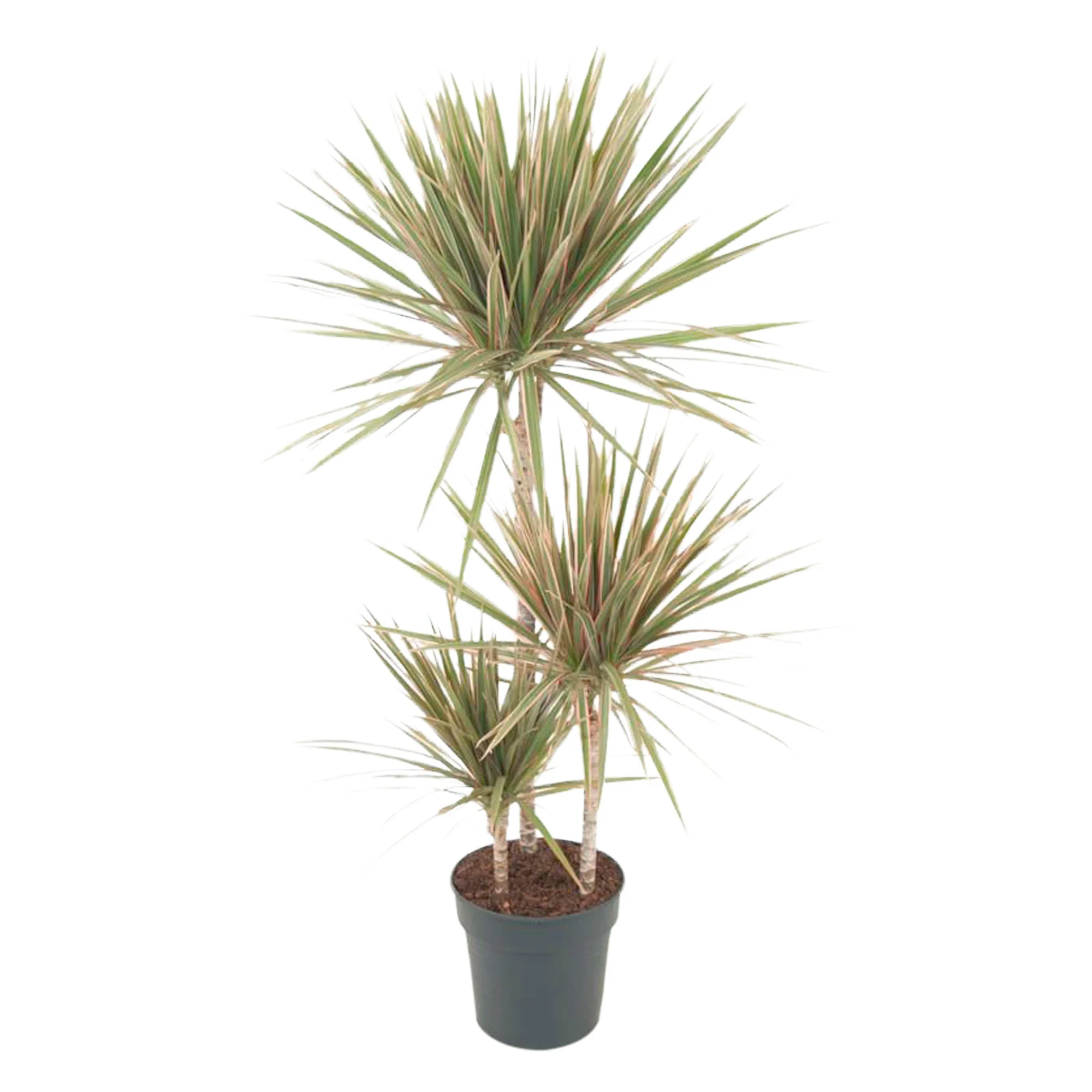 Dragonnier Dracaena 'Bicolor' - Image 4