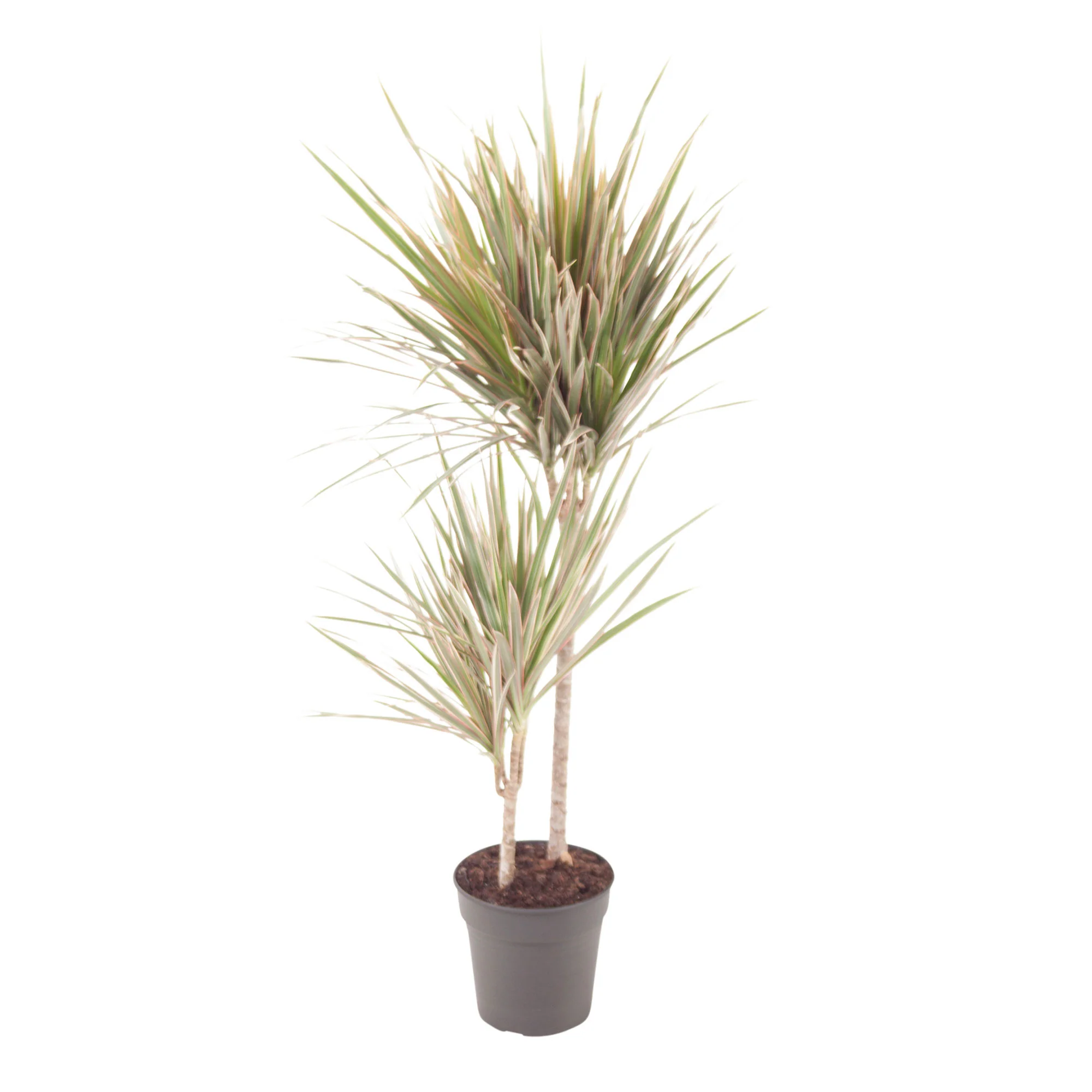 Dragonnier Dracaena 'Bicolor' - Image 5