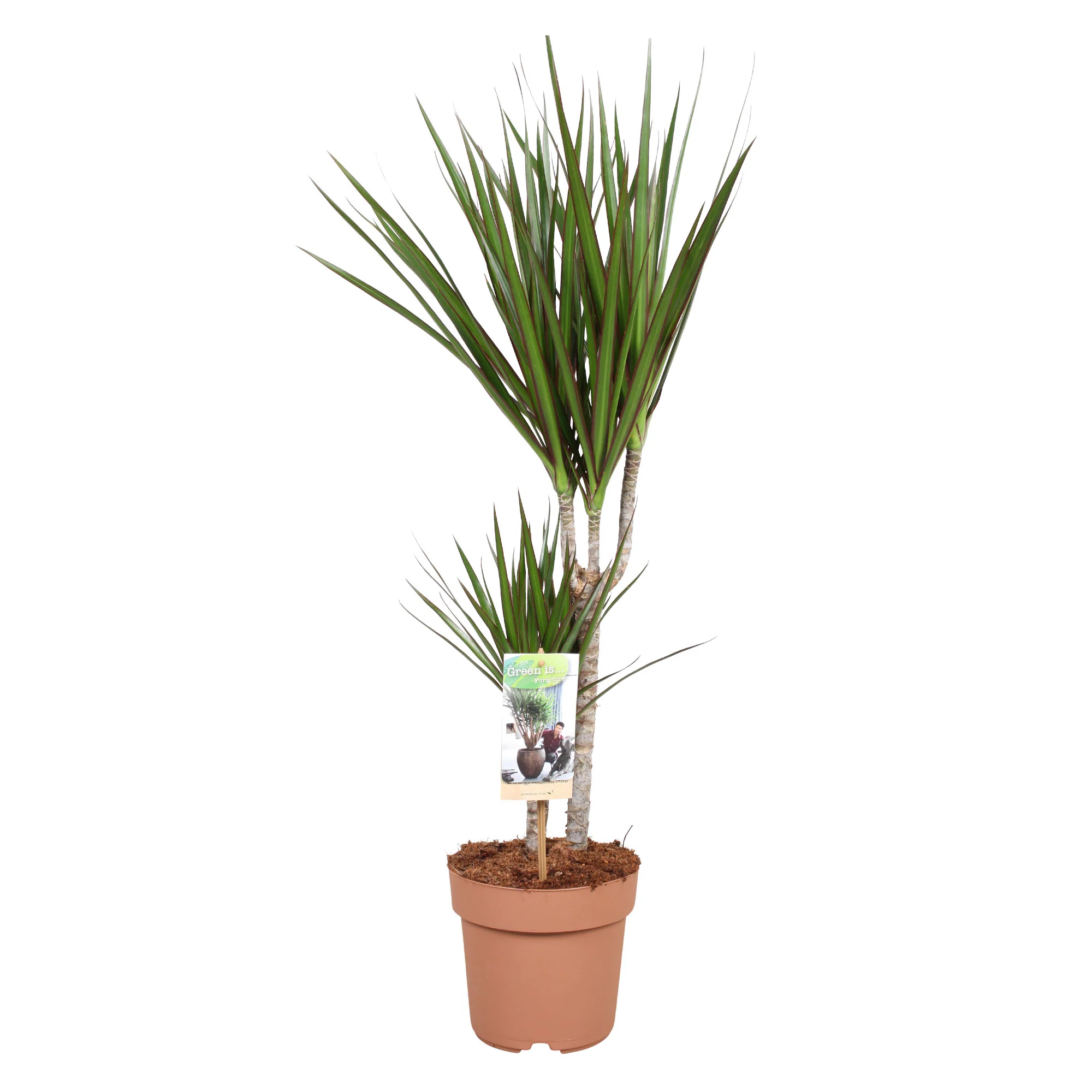 Dragonnier Dracaena marginata - Image 5
