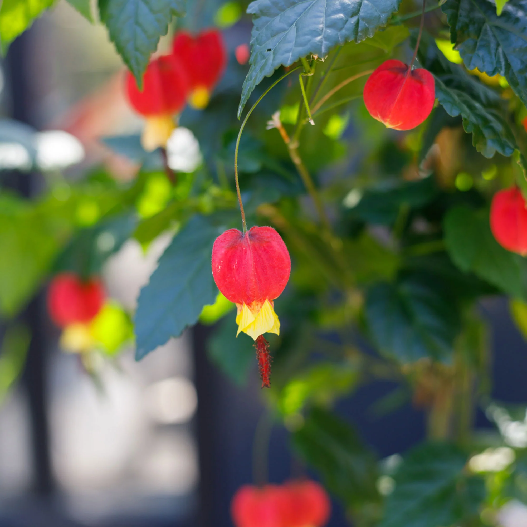 Drapeau belge Abutilon 'Big Bell' rouge-jaune - Image 2