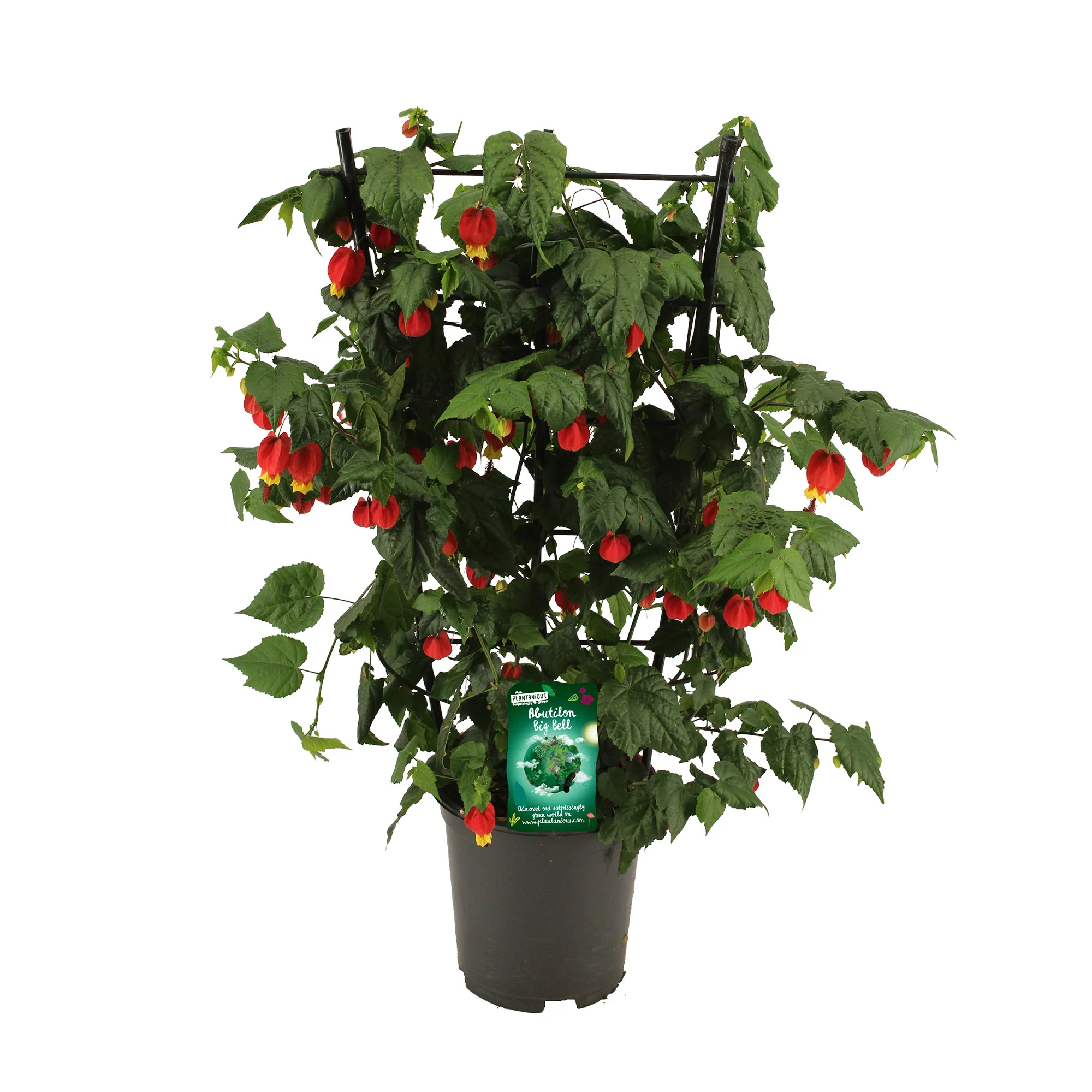 Drapeau belge Abutilon 'Big Bell' rouge-jaune - Image 3