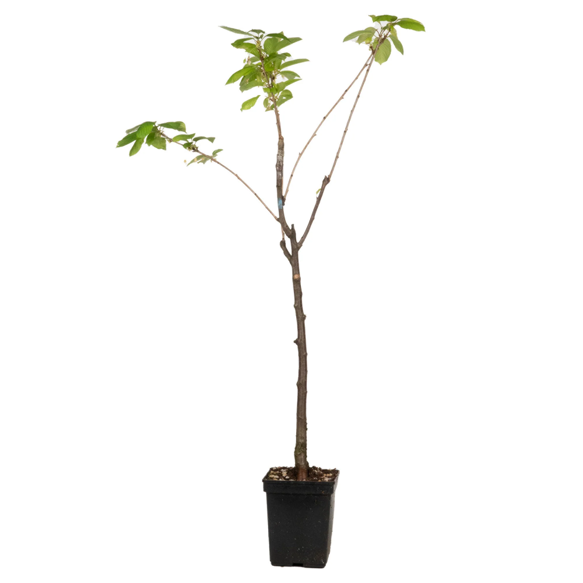 Duo de cerisiers Prunus : 'Van' + 'Bigarreau Napoléon' - Image 4