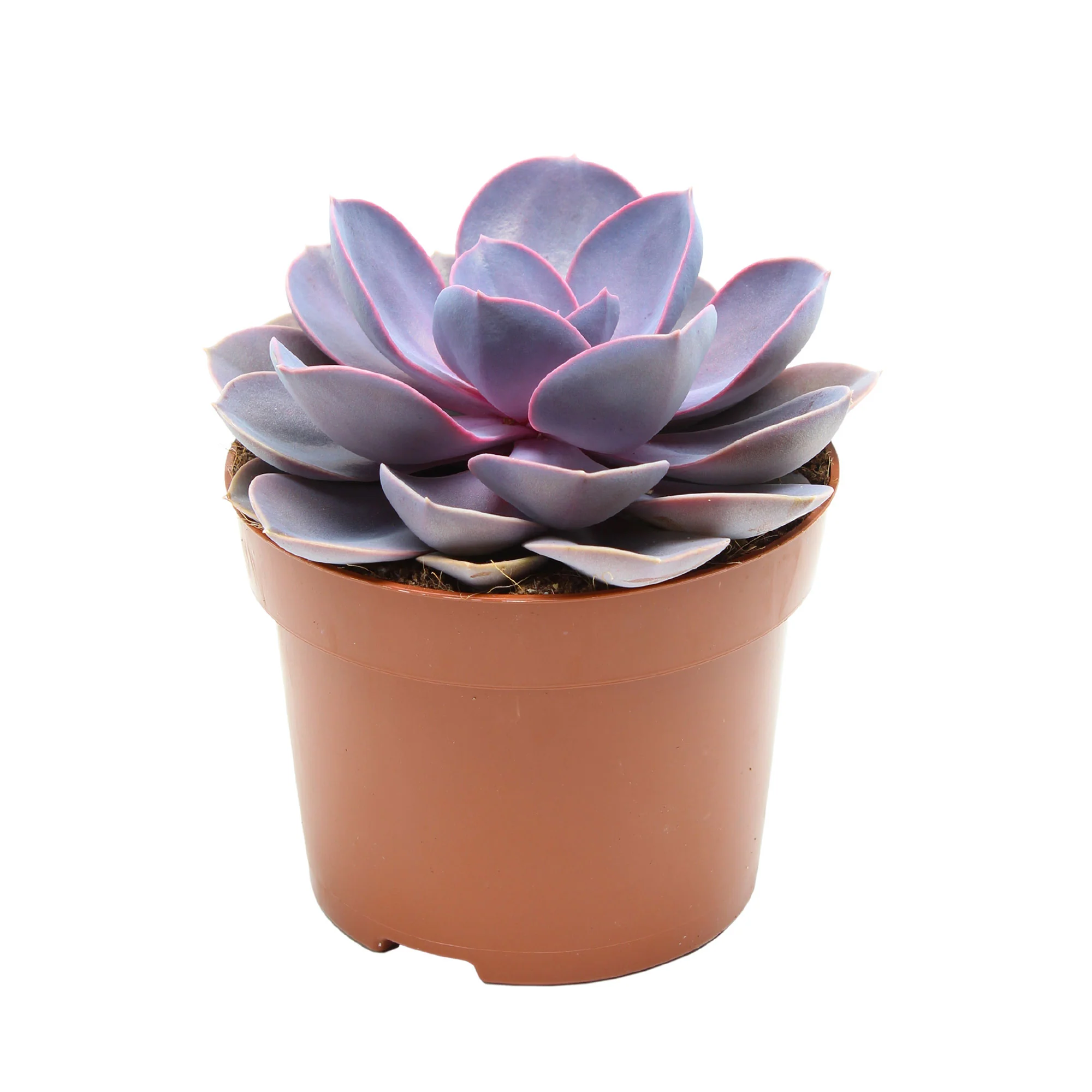 Echeveria 'Purple Pearl' violet - Image 3