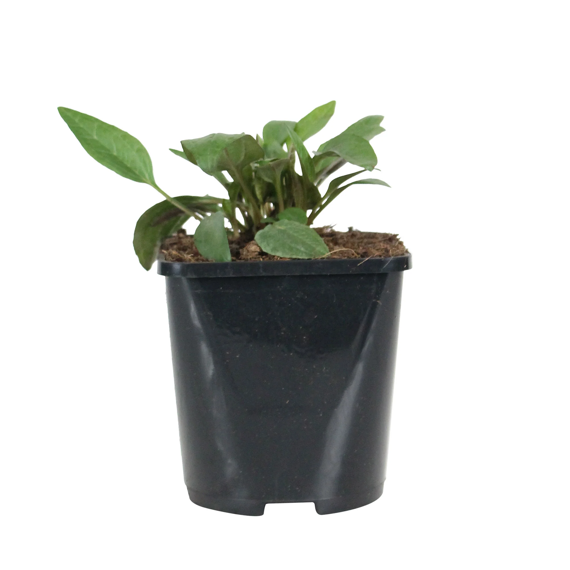 Échinacée Echinacea 'Magnus' - Biologique rose - Image 3