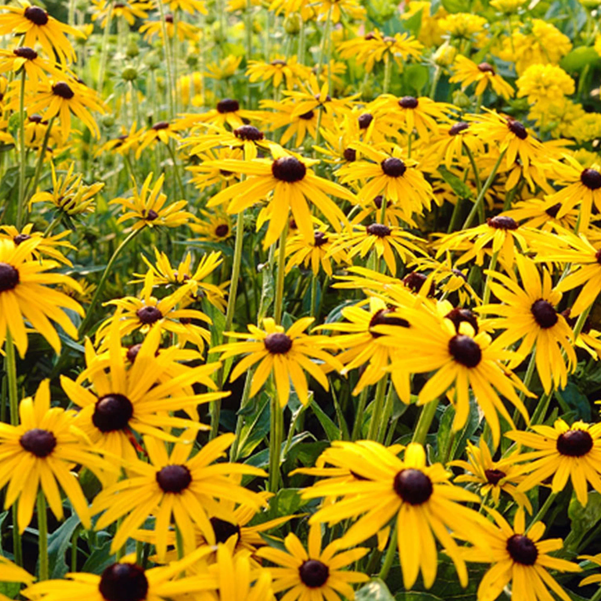 Échinacée Rudbeckia 'Goldsturm' - Biologique jaune - Image 2