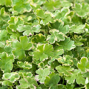 Écuelle d'eau bigarrée Hydrocotyle 'Variegata' - Plante oxygénante - Image 2
