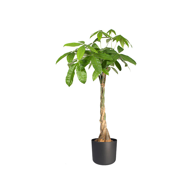 Elho pot de fleurs B.for soft rond anthracite - Pot pour l'intérieur - Image 3