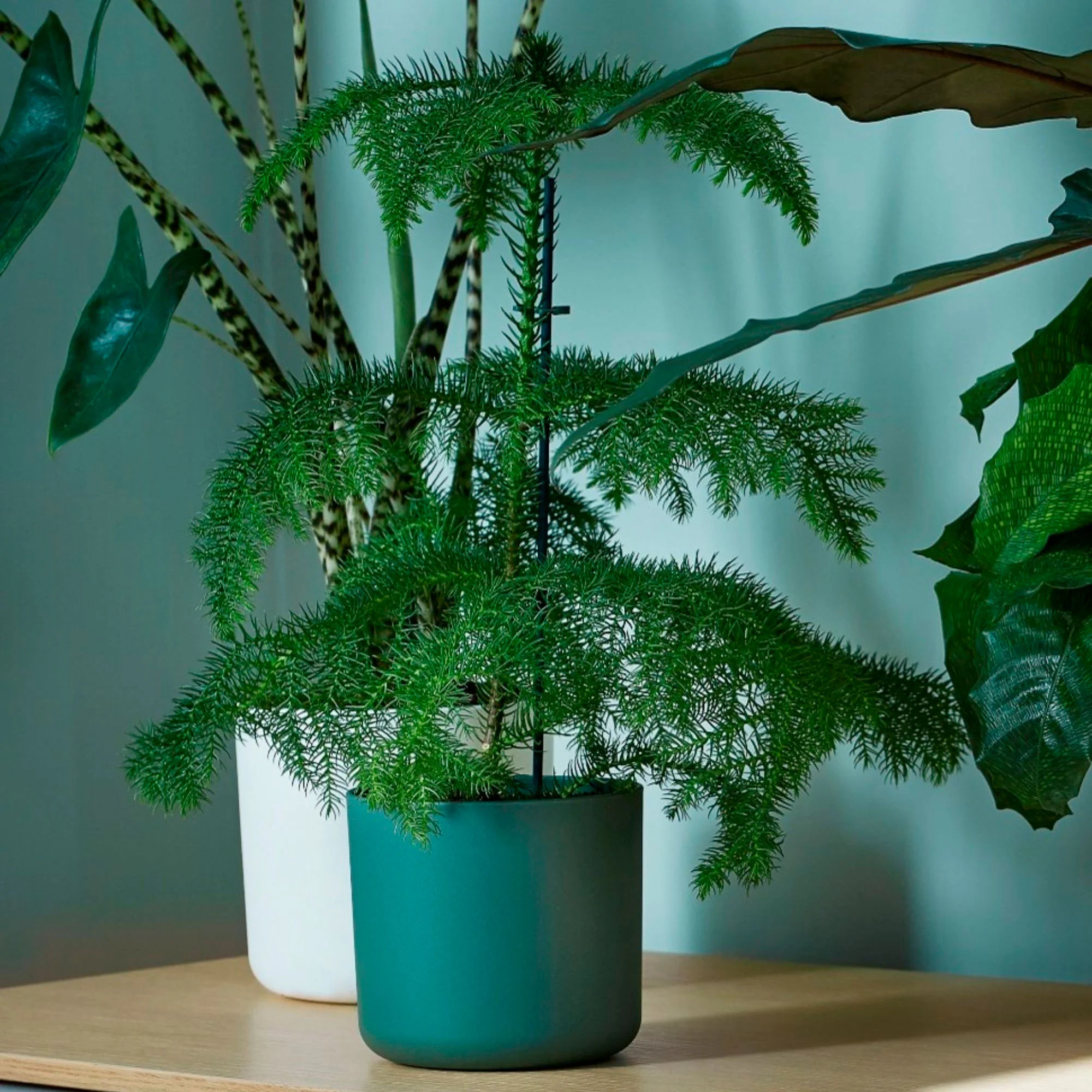 Elho pot de fleurs B.for soft rond vert - Pot pour l'intérieur