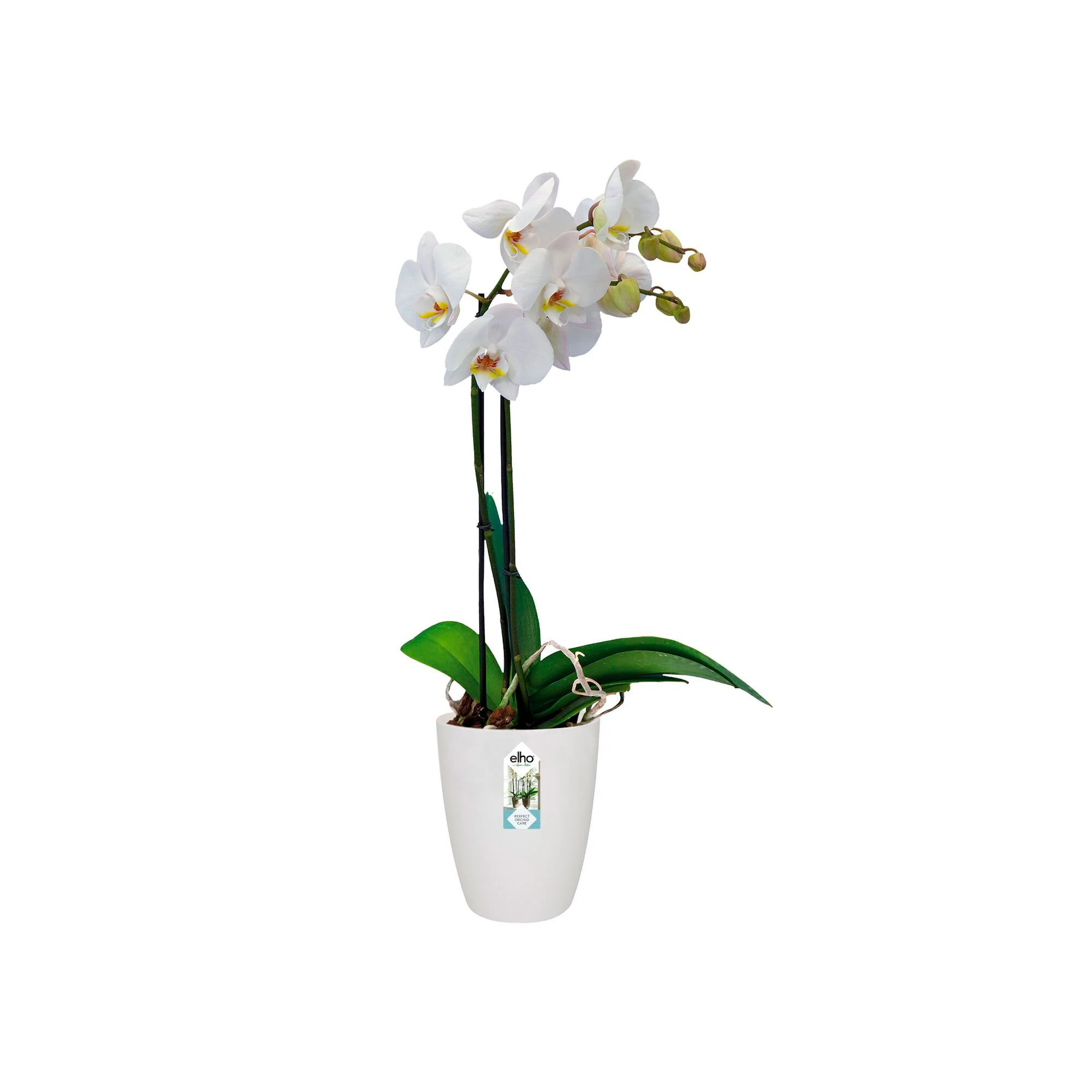 Elho pot de fleurs haut Brussels orchid rond blanc - Pot pour l'intérieur - Image 3