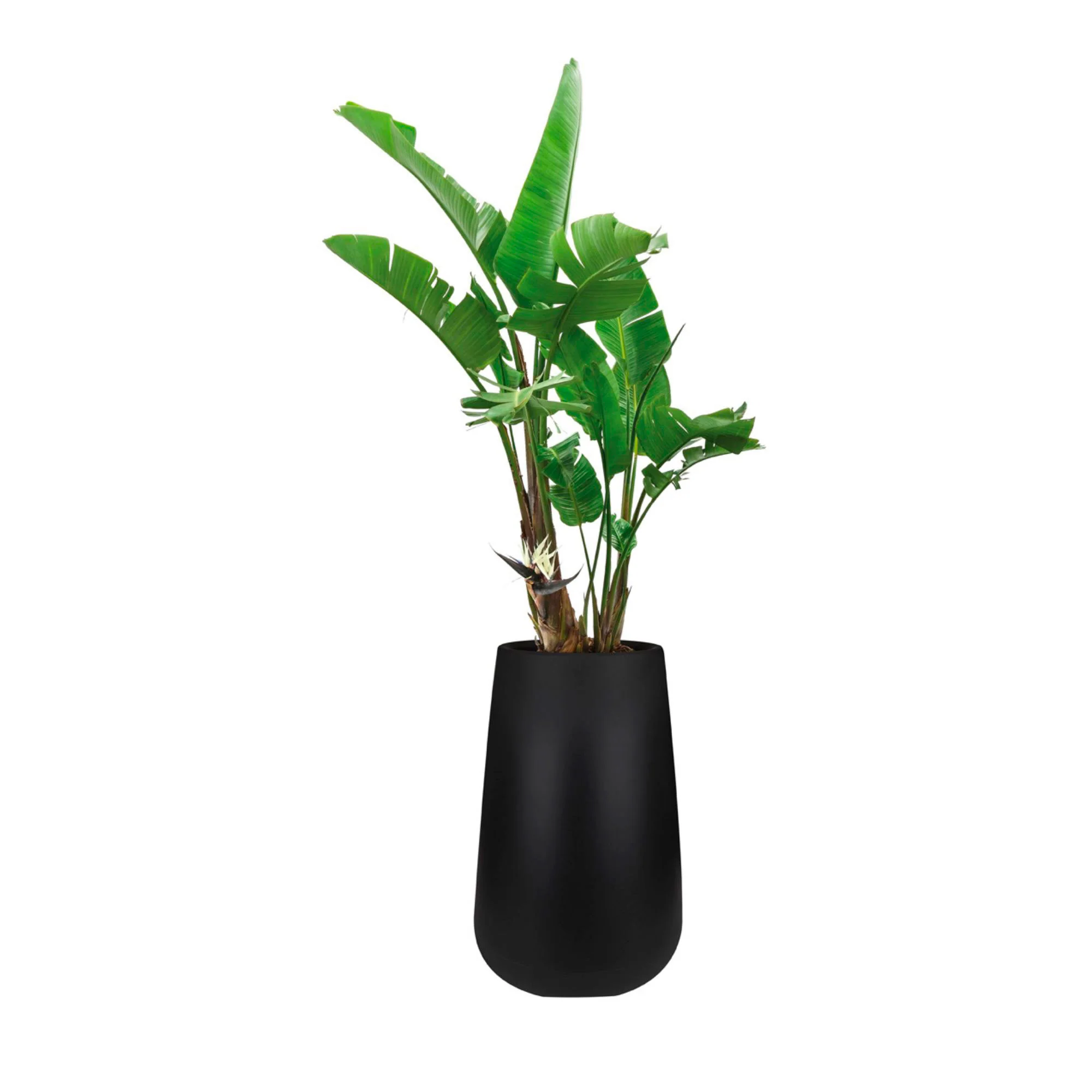 Elho pot de fleurs haut Pure cone rond noir - Pot pour l'intérieur et l'extérieur - Image 2