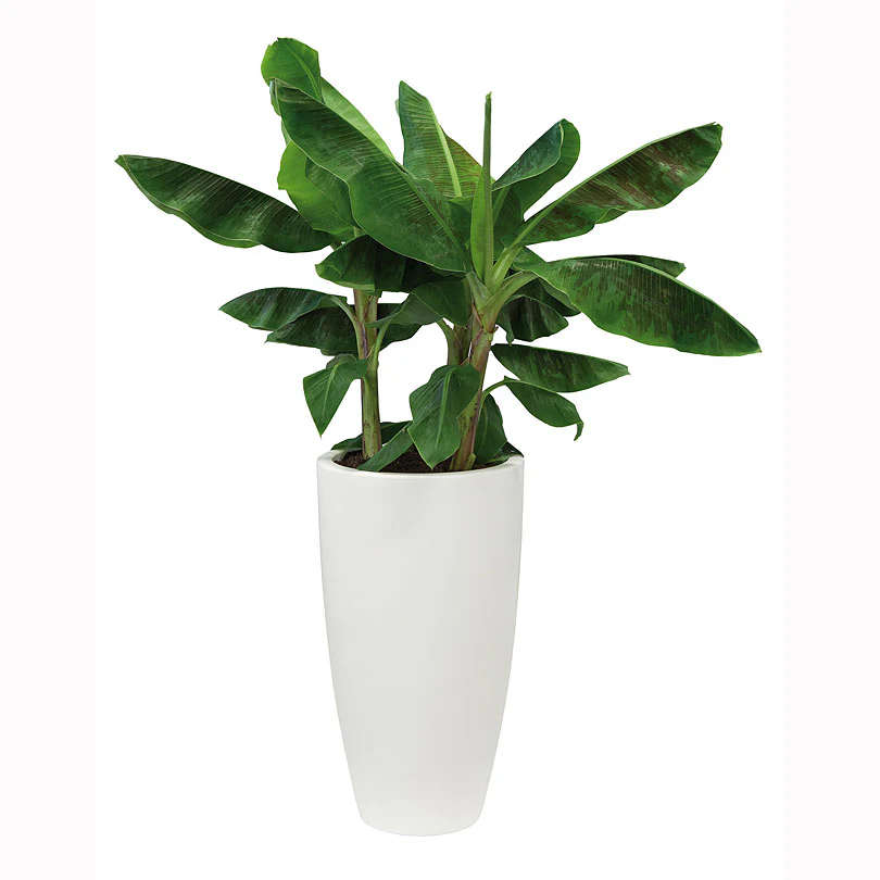 Elho pot de fleurs haut Pure soft rond blanc - Pot pour l'intérieur et l'extérieur - Image 3