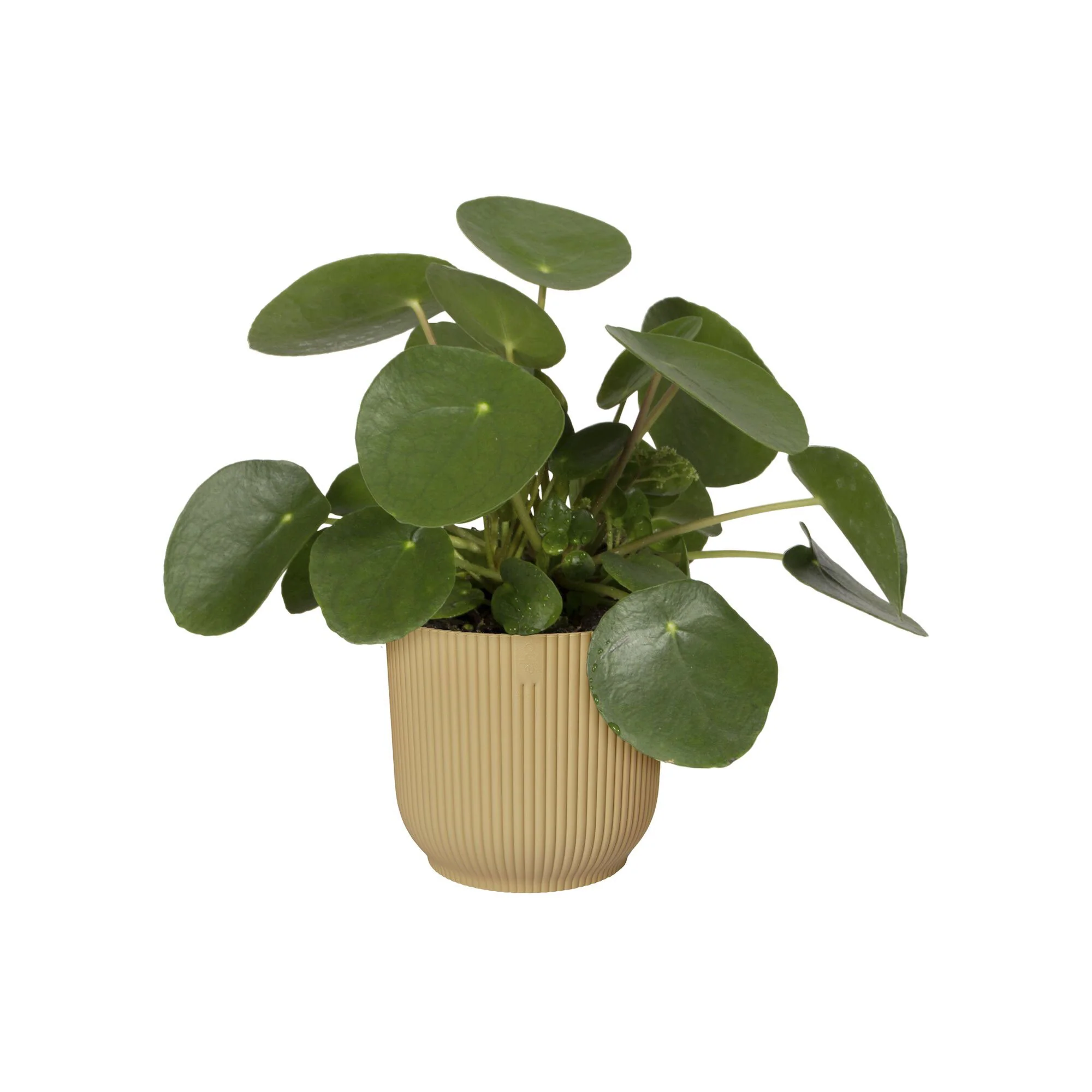 Elho pot de fleurs Vibes Fold rond jaune - Pot pour l'intérieur - Image 3
