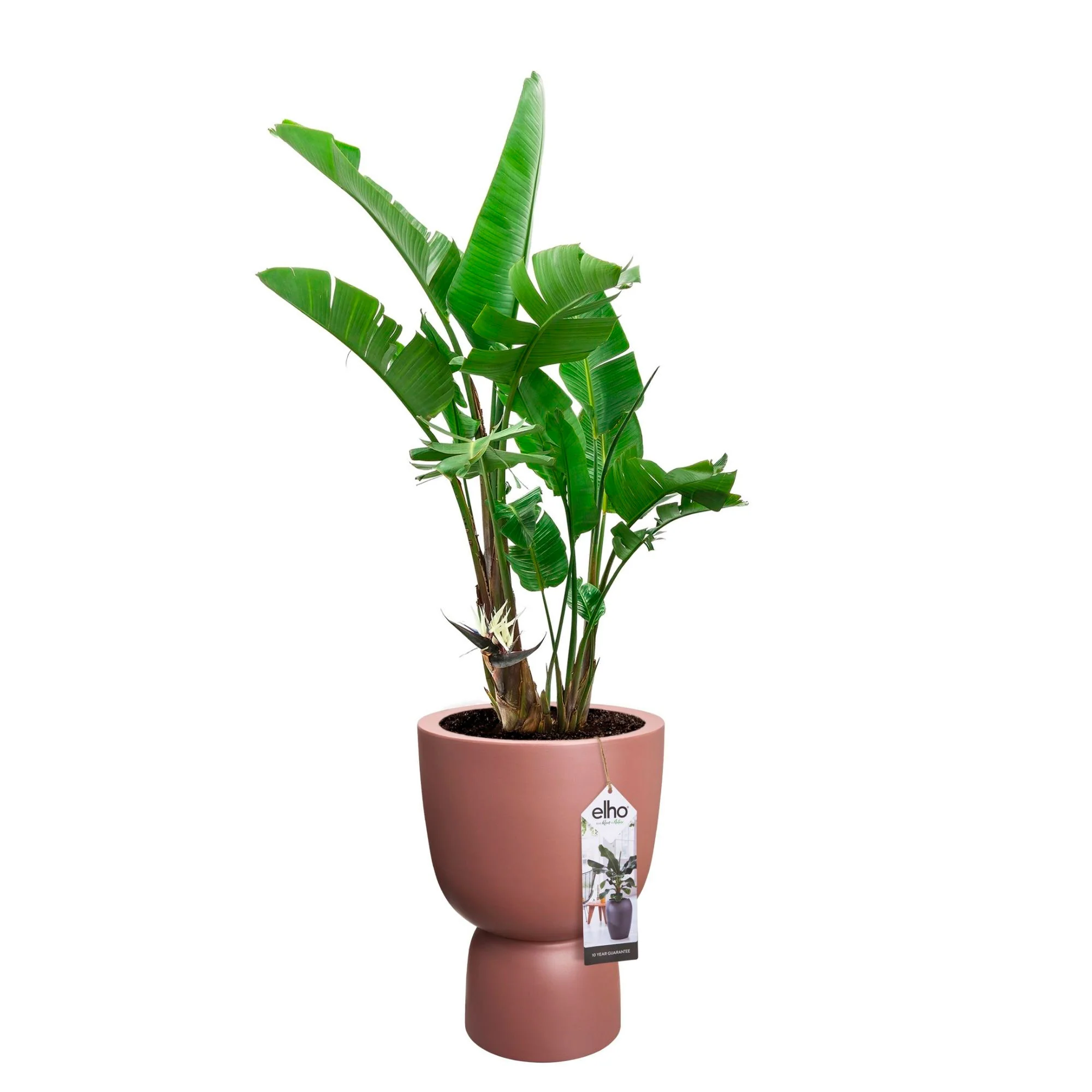 Elho Pure Coupe - Pot pour l'intérieur et l'extérieur Rose-Marron - Image 3