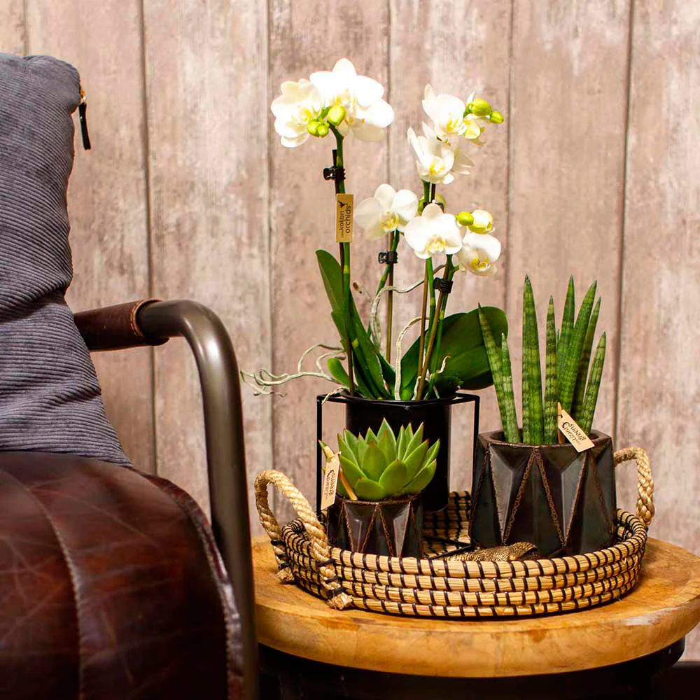 Ensemble complet de plantes 'Sturdy'  Blanc-Vert-Gris - Image 2