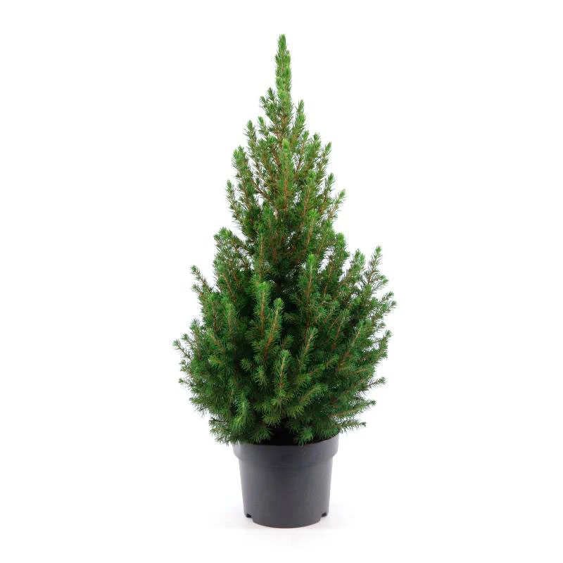 Épicéa nain Picea glauca Conica - Mini sapin de Noël - Image 5