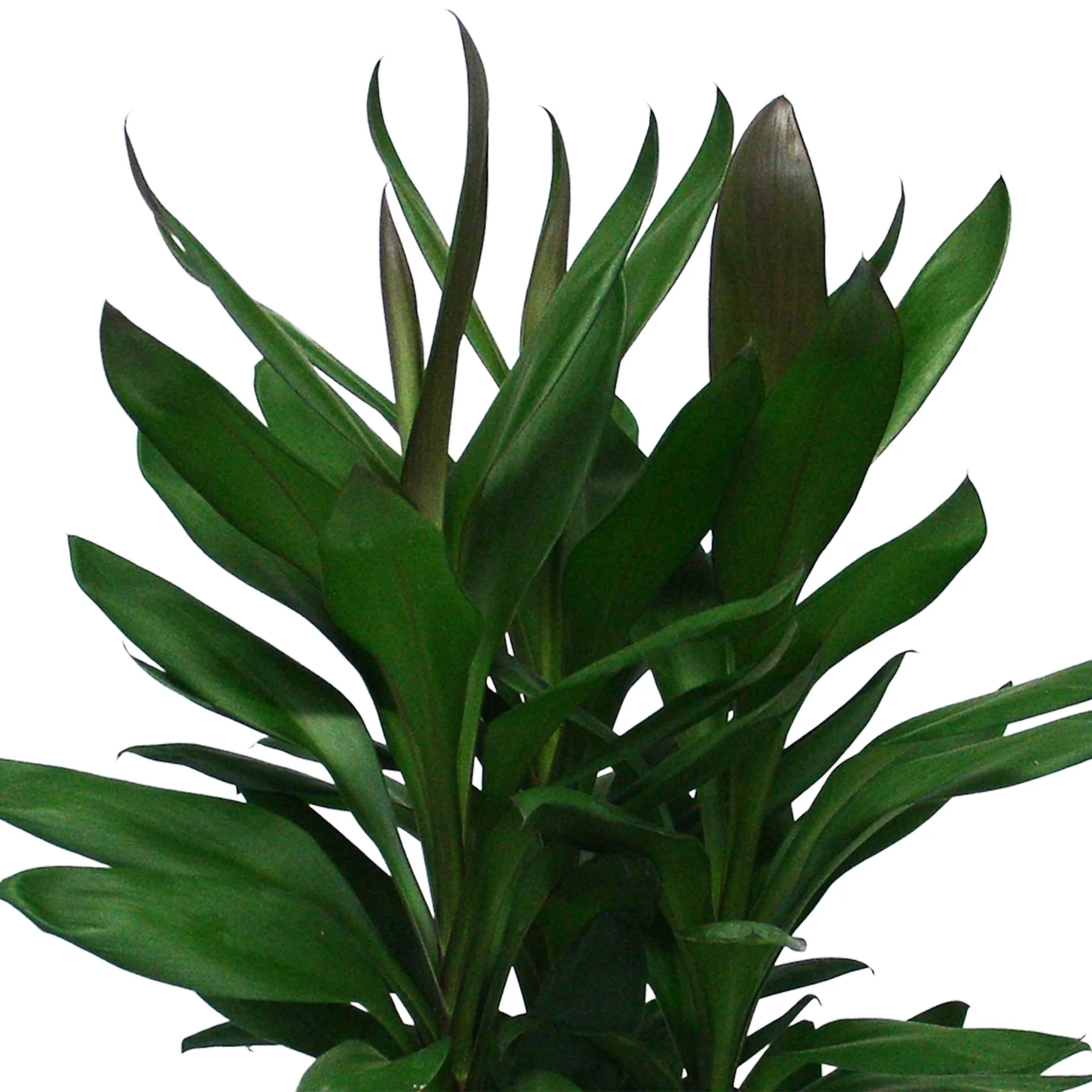 Épinard hawaïen Cordyline 'Glauca' - Image 2
