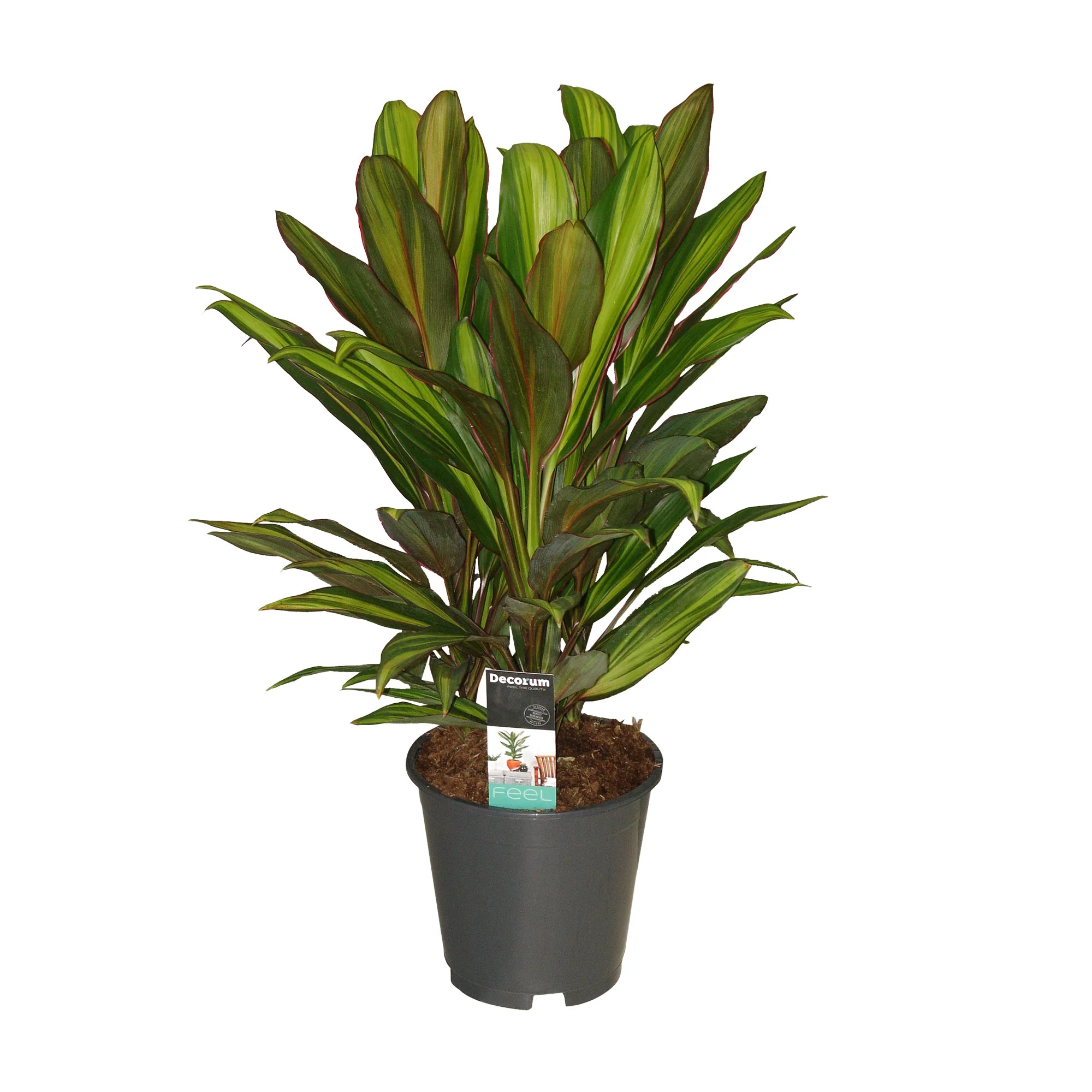 Épinard hawaïen Cordyline 'Kiwi'