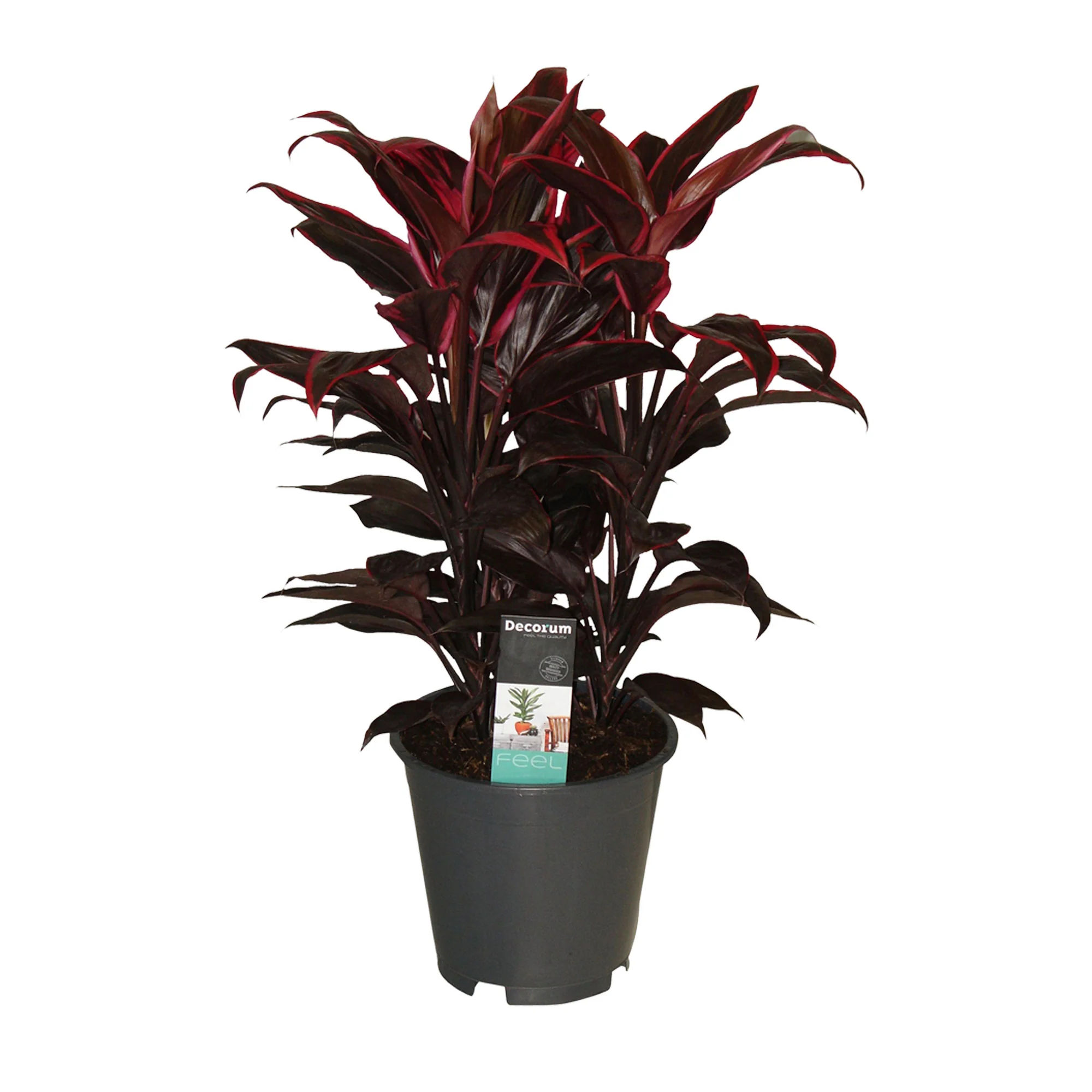Épinard hawaïen Cordyline 'Mambo'