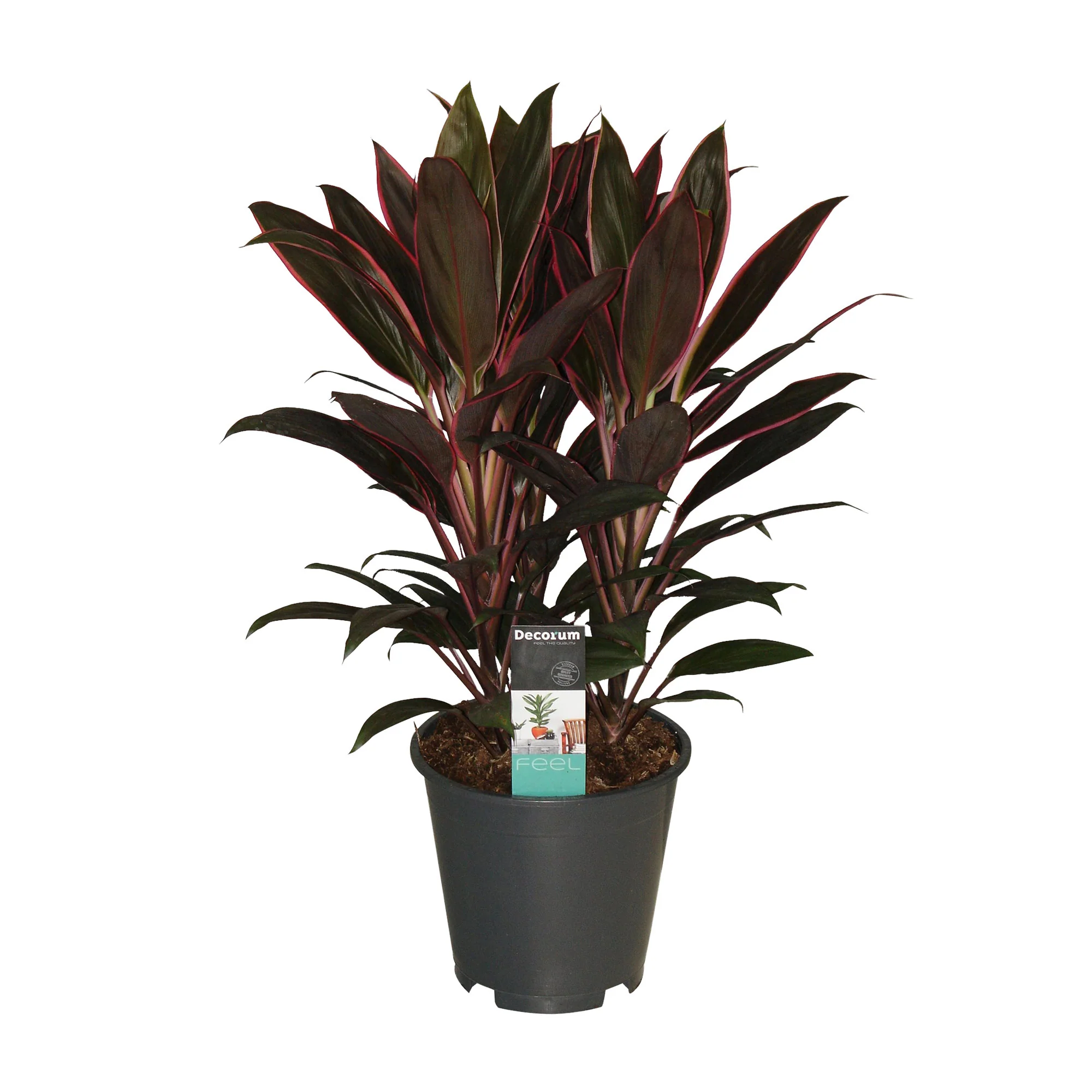 Épinard hawaïen Cordyline 'Rumba'
