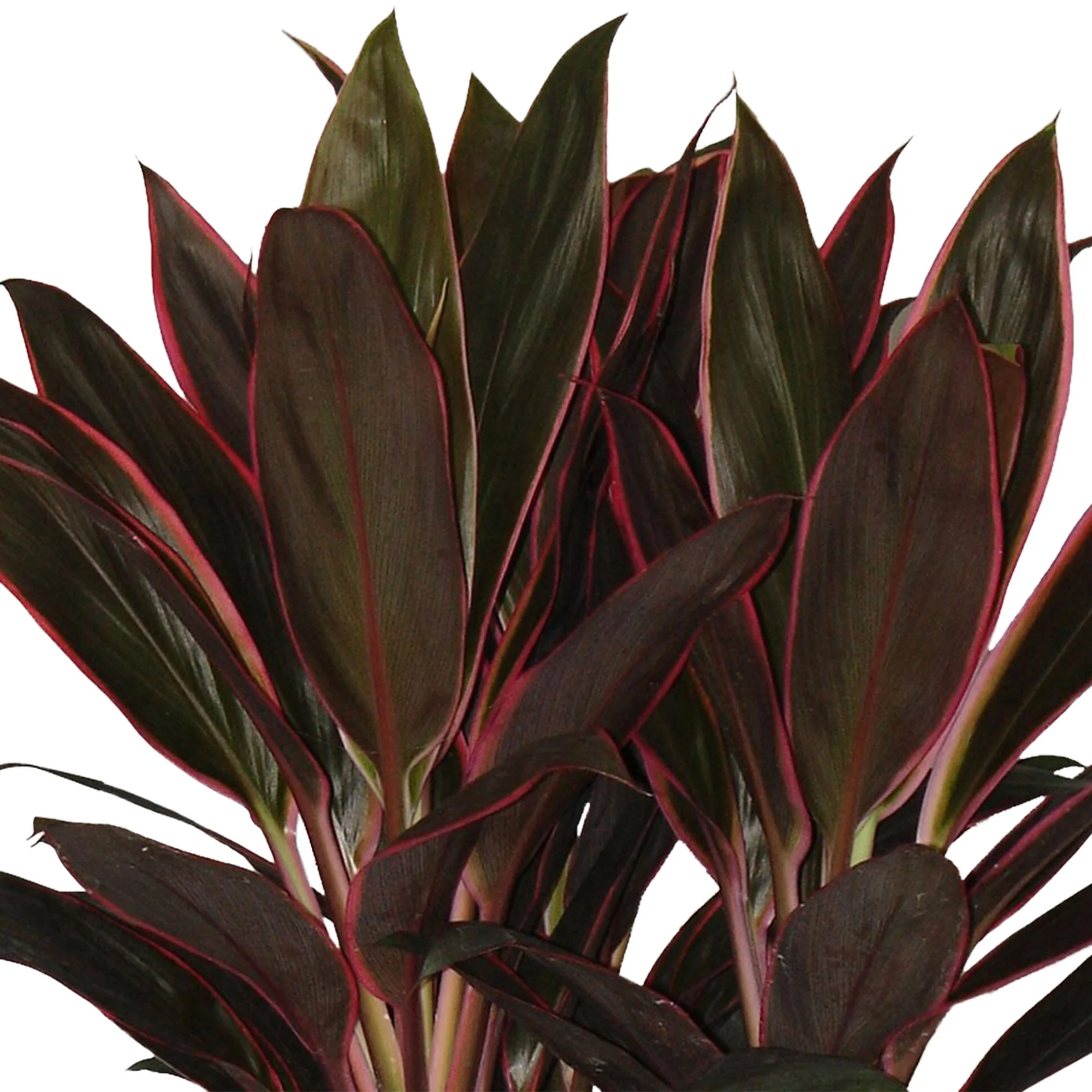Épinard hawaïen Cordyline 'Rumba' - Image 2