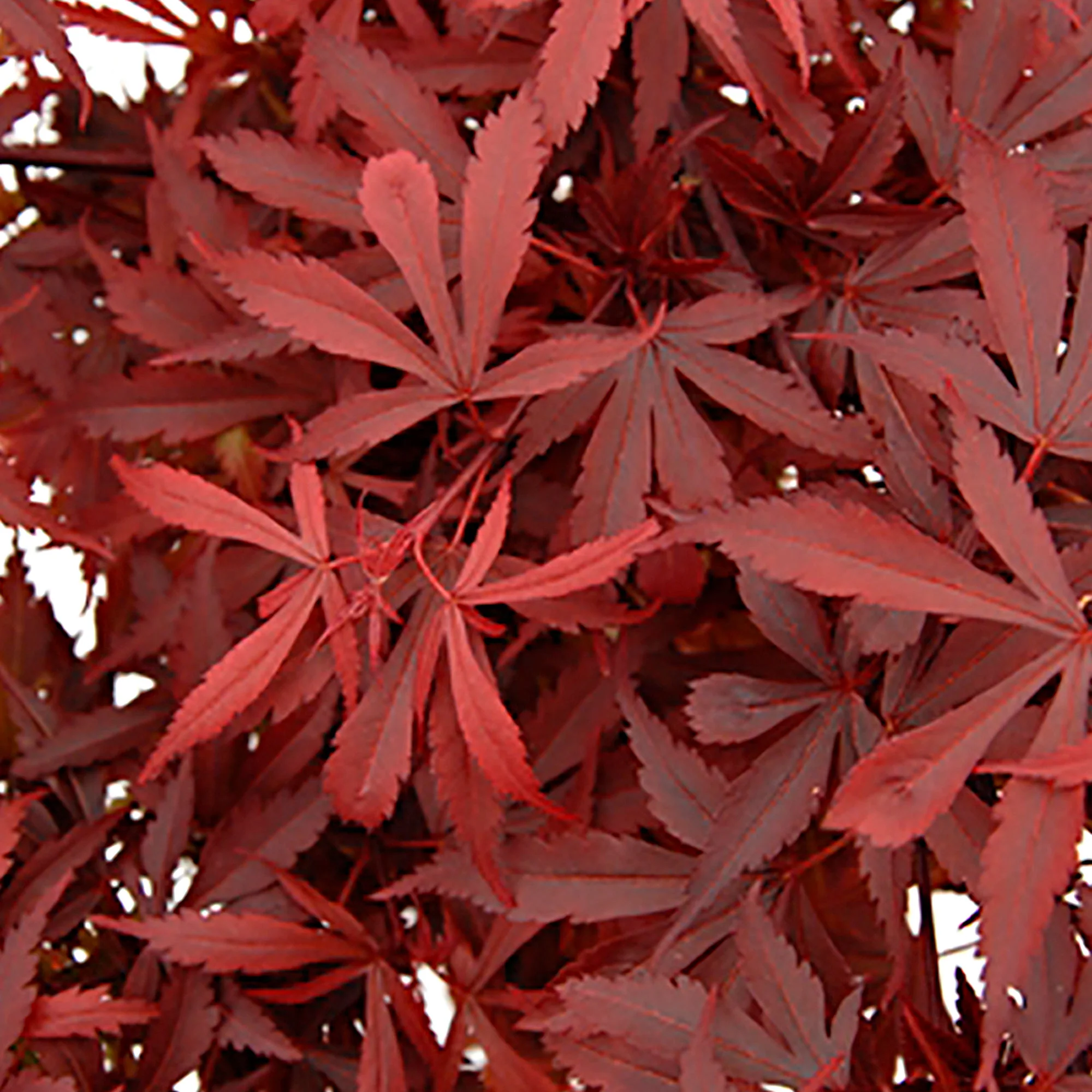 Érable du Japon Acer 'Atropurpureum' vert-rouge - Image 3