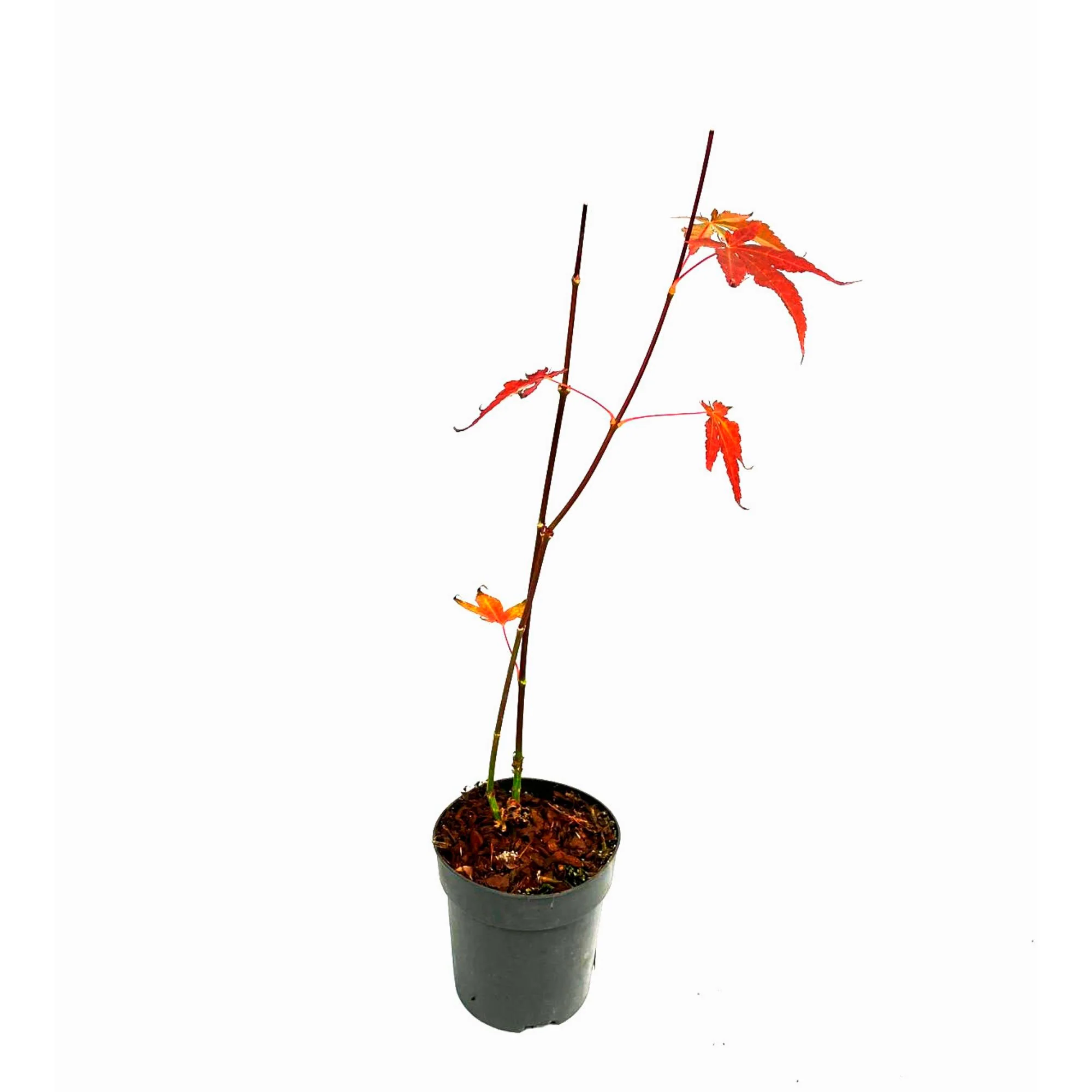 Érable du Japon Acer 'Beni-maiko' rose-rouge - Image 5