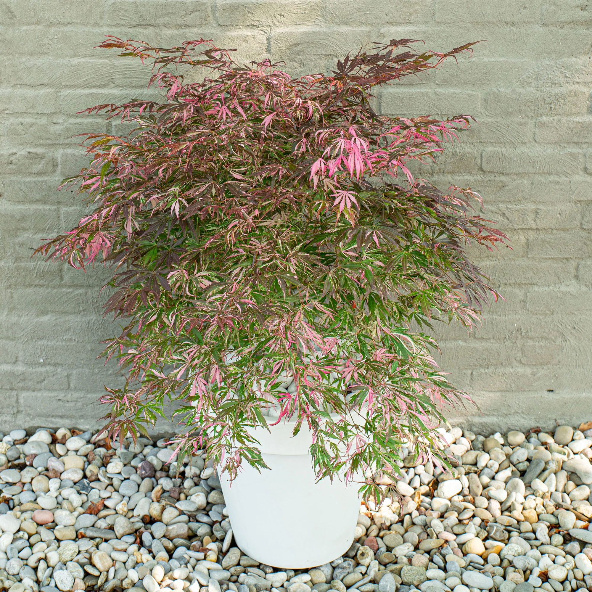 Érable du Japon Acer 'Extravaganza' rouge - Image 2