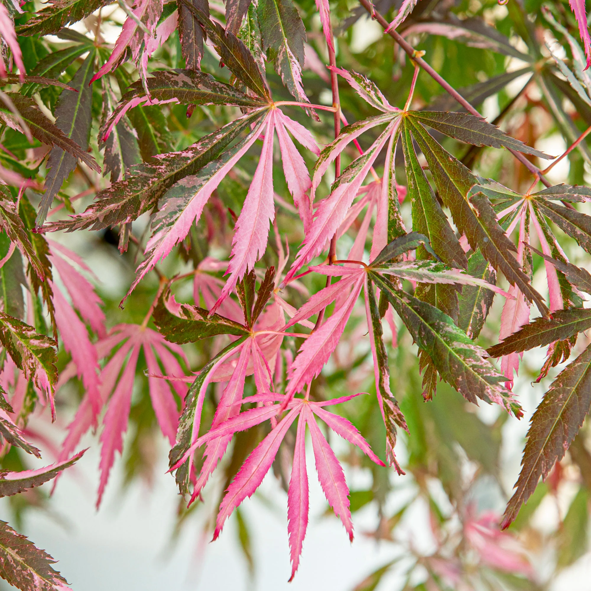 Érable du Japon Acer 'Extravaganza' rouge - Image 3