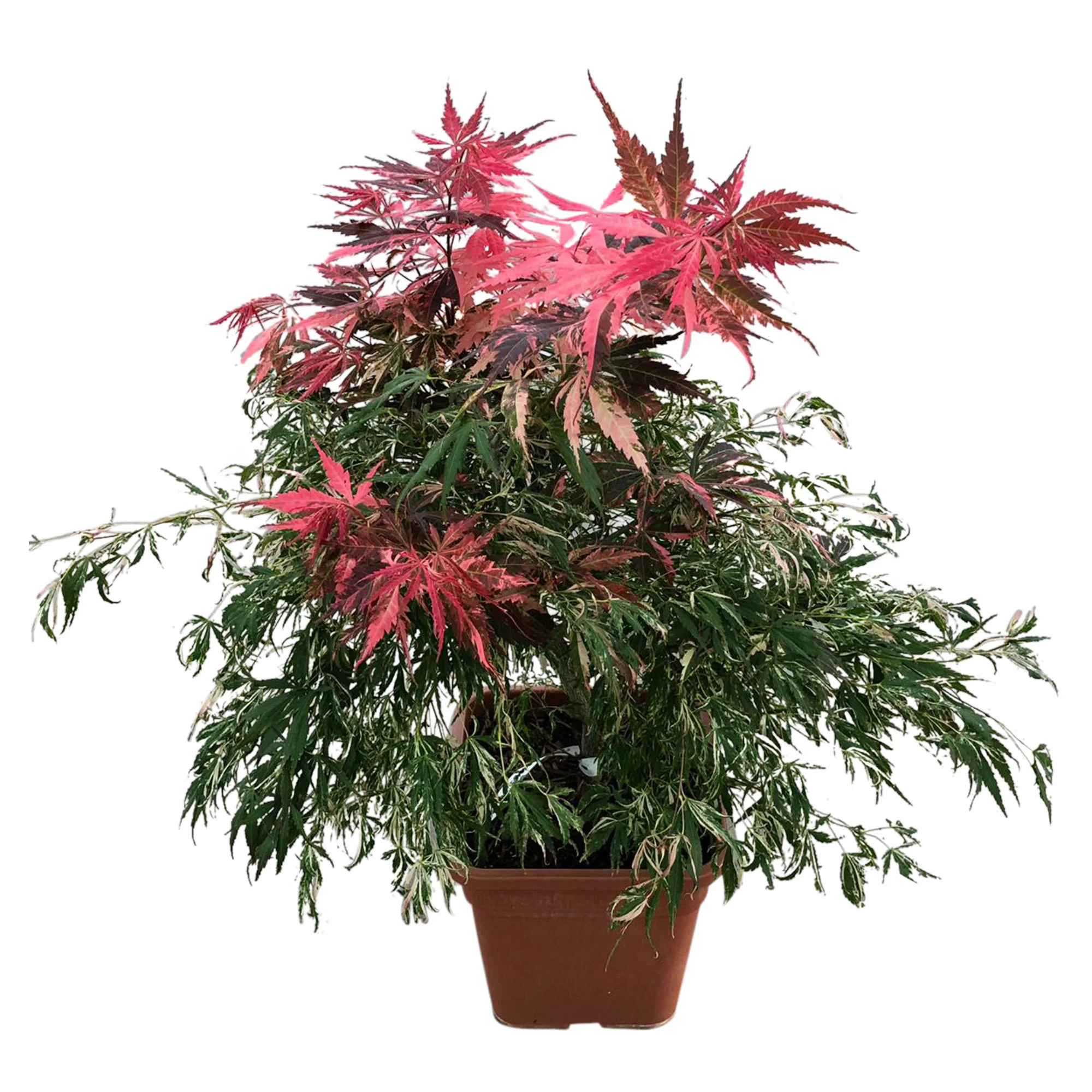 Érable du Japon Acer 'Extravaganza' rouge - Image 4