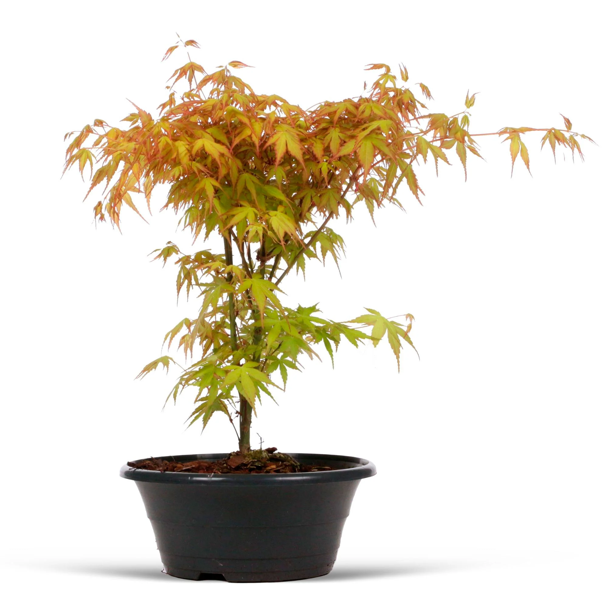 Érable du Japon Acer 'Katsura' Orangé-Vert-Rouge - Image 4