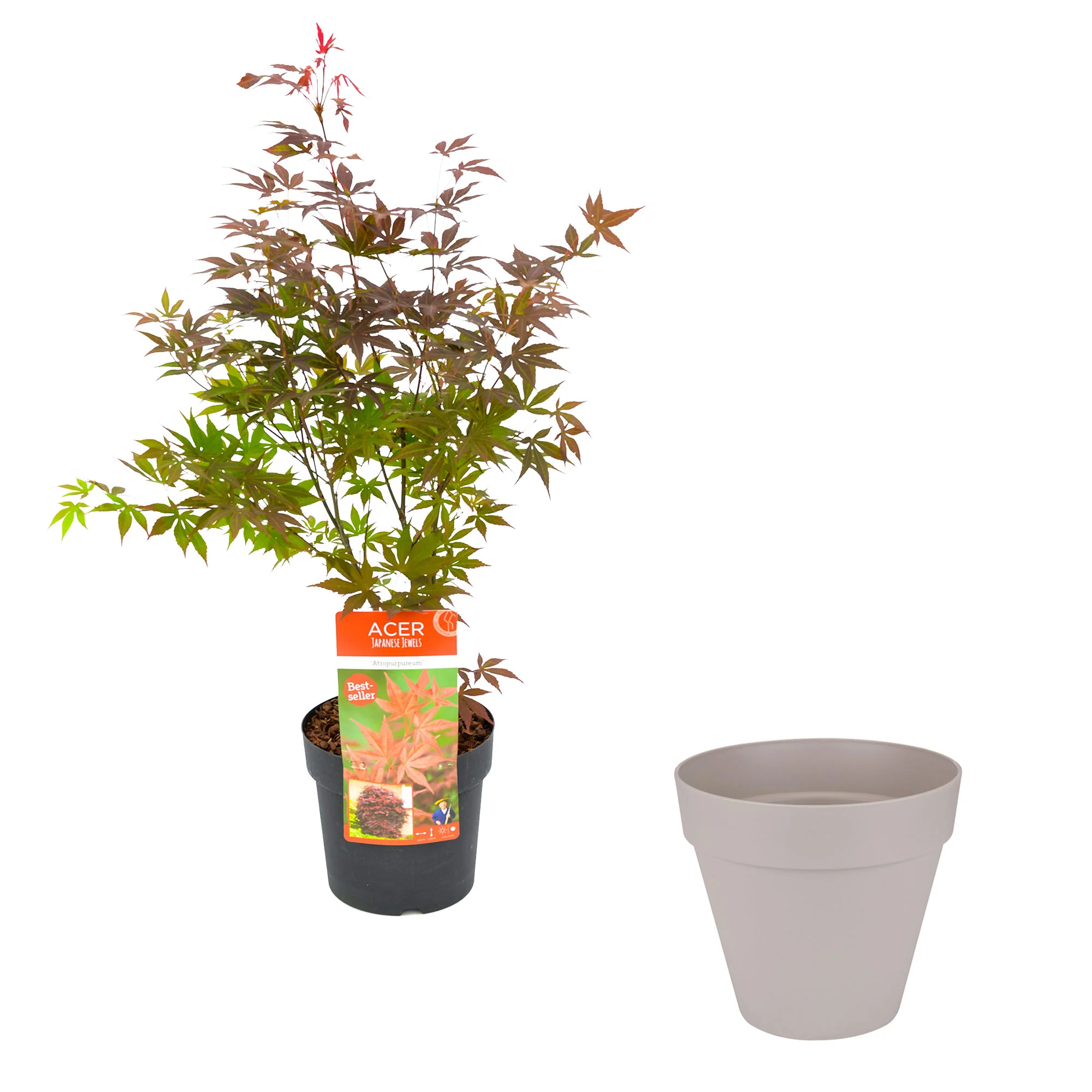 Érable du Japon Acer palmatum 'Atropurpureum' incl. Pot Elho Loft urban rond gris - Image 3