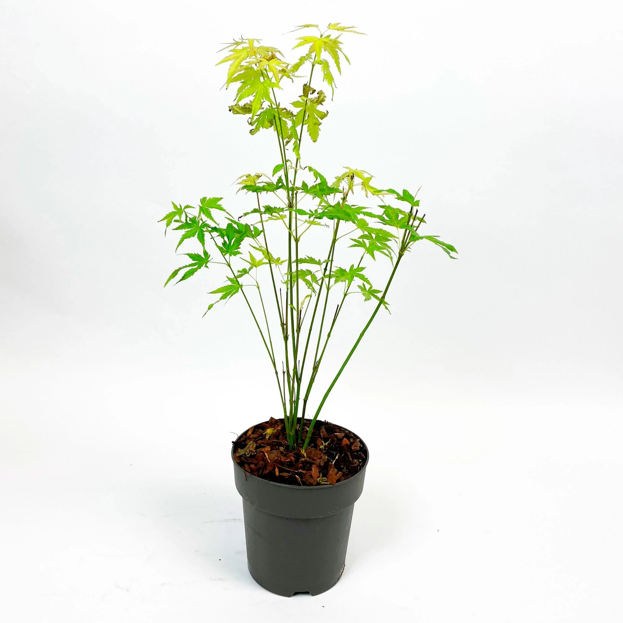 Érable du Japon Acer palmatum 'Atropurpureum' incl. Pot Elho Loft urban rond gris - Image 4