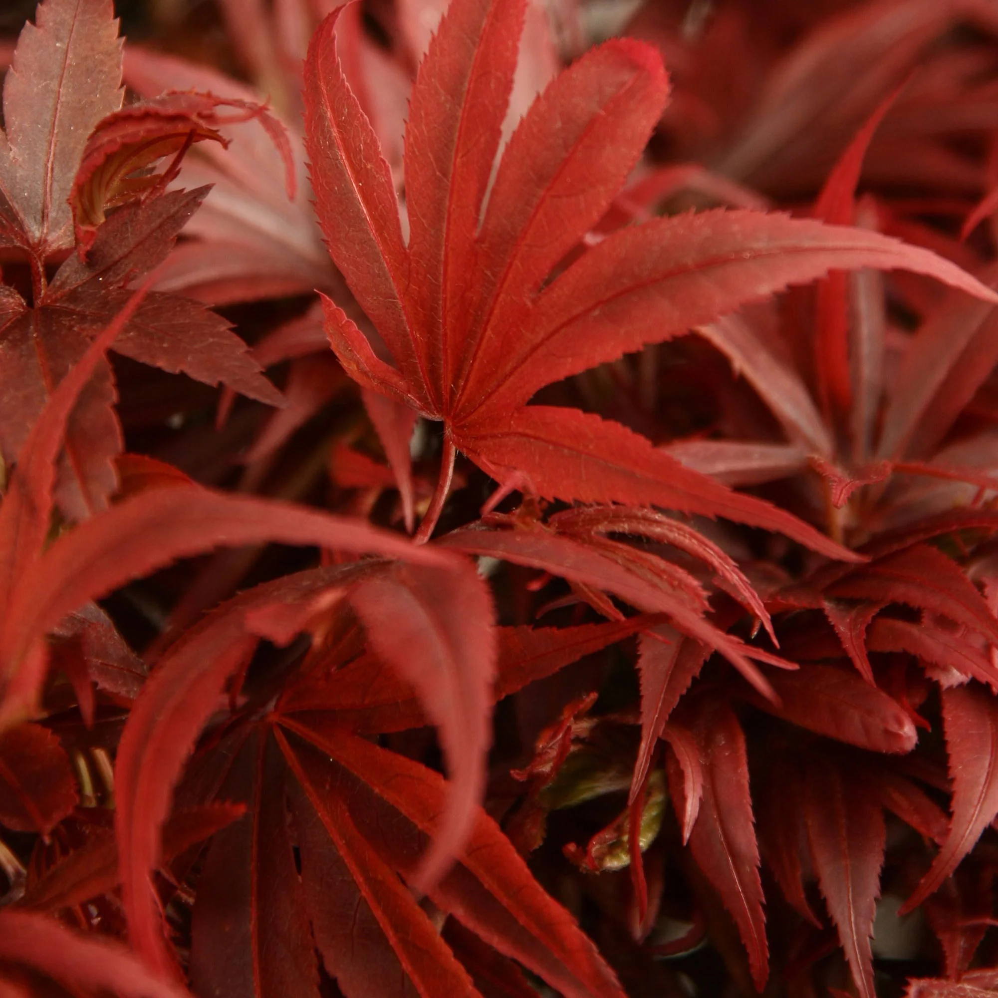 Érable du Japon Acer palmatum 'Shaina' rouge - Image 3