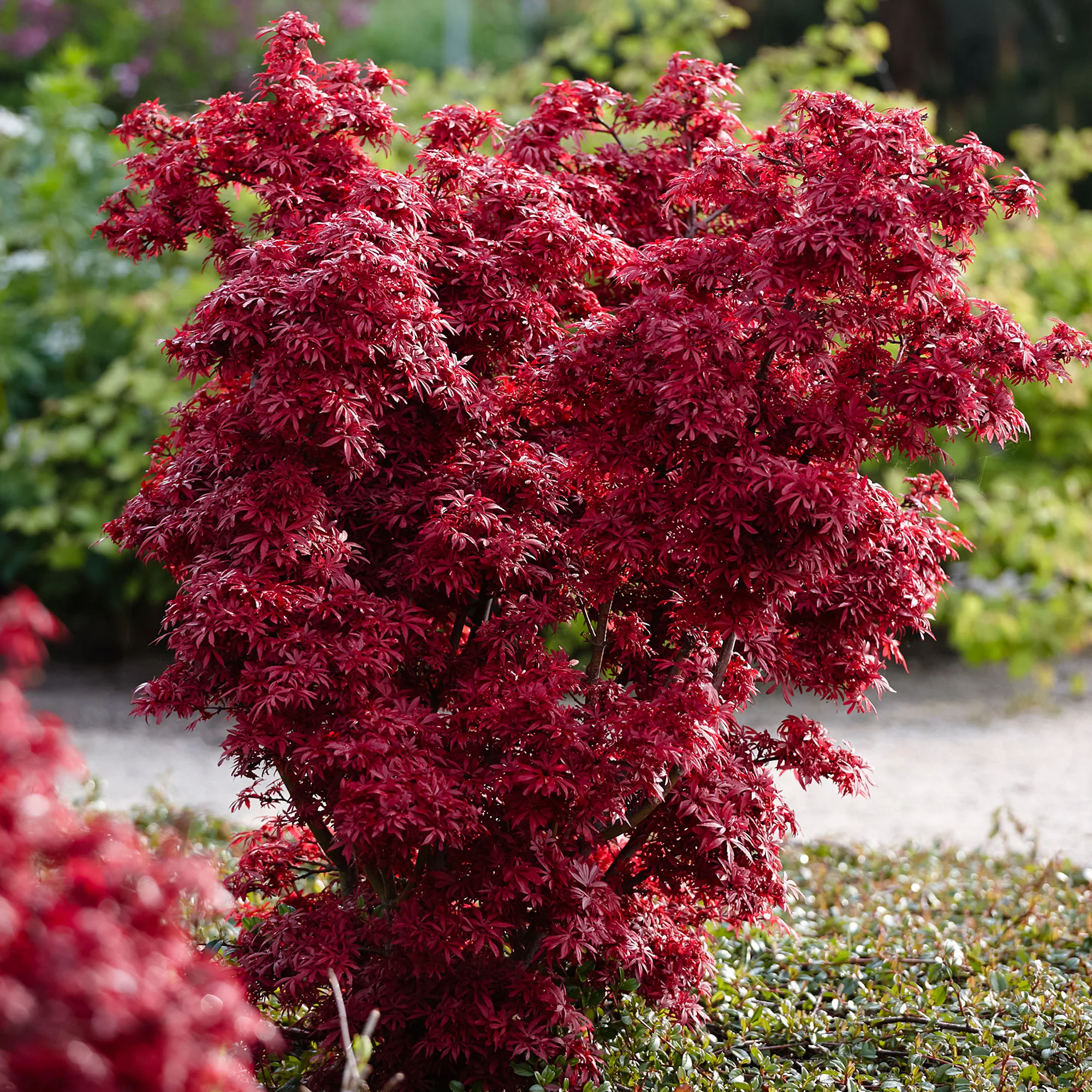 Érable du Japon Acer palmatum 'Shaina' rouge - Image 3