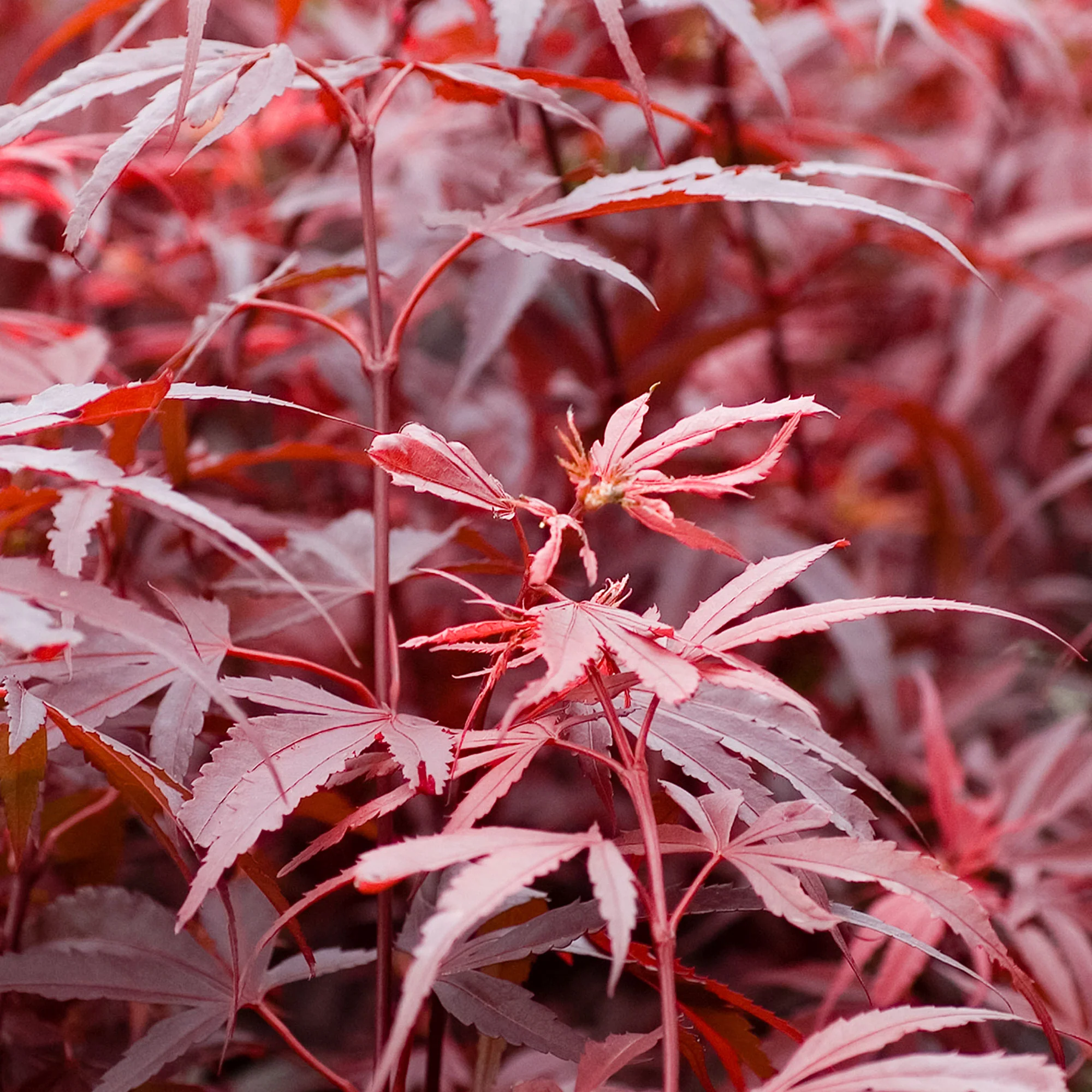 Érable du Japon Acer palmatum 'Shaina' rouge - Image 4