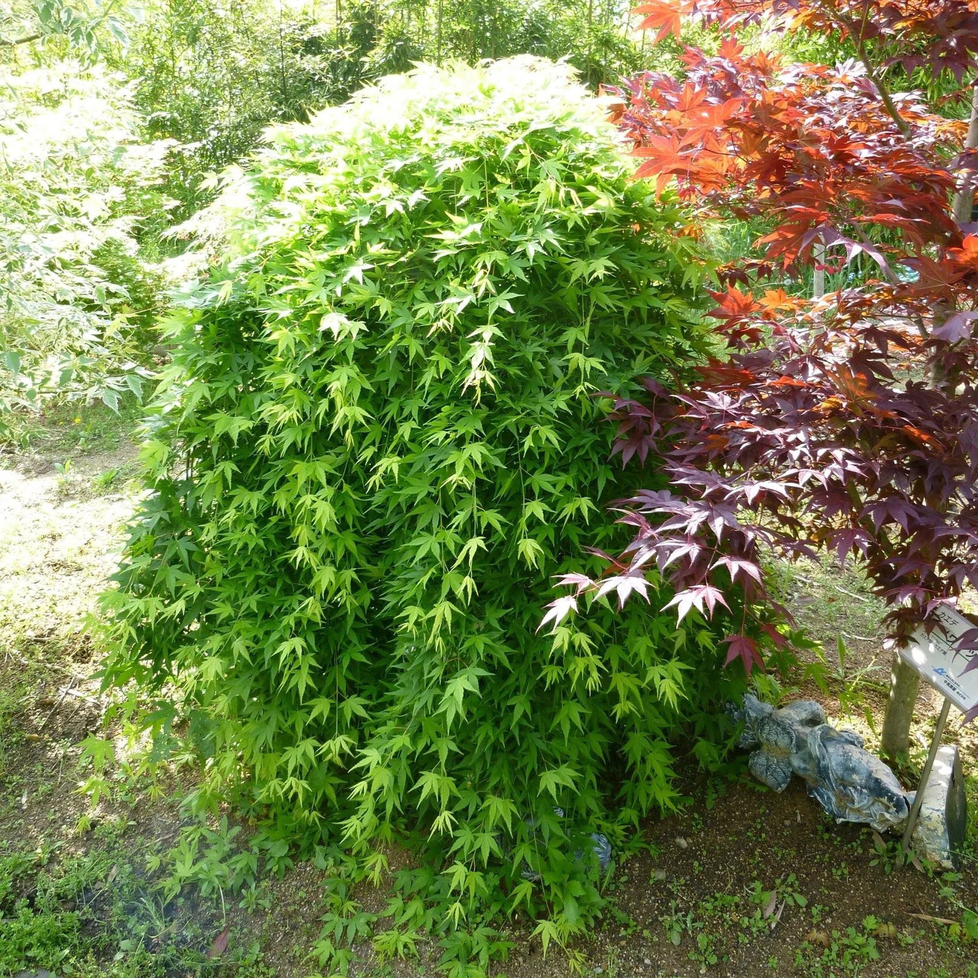 Érable du Japon Acer 'Ryusen' orangé-vert - Image 2