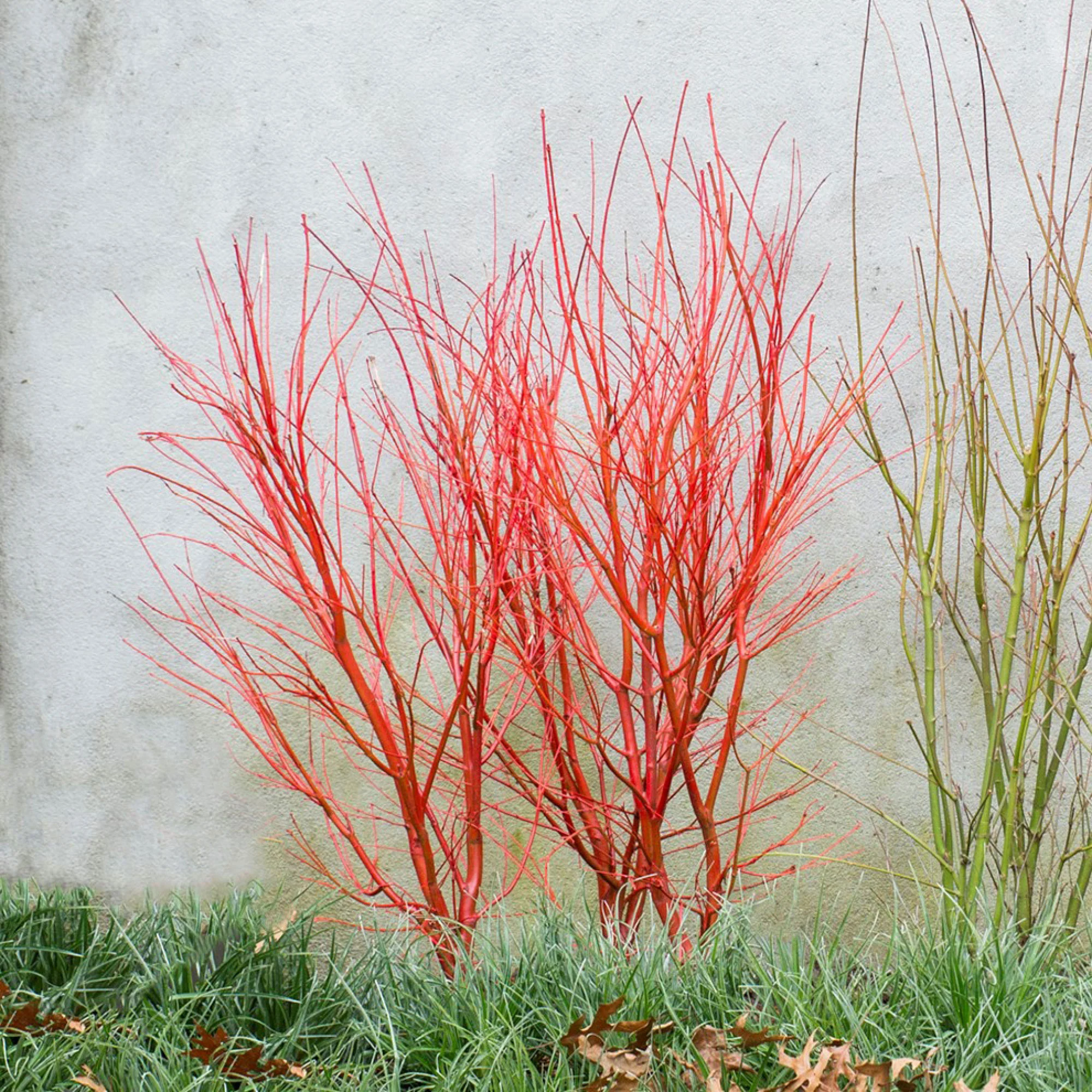 Érable du Japon Acer 'Sangokaku' vert-rouge