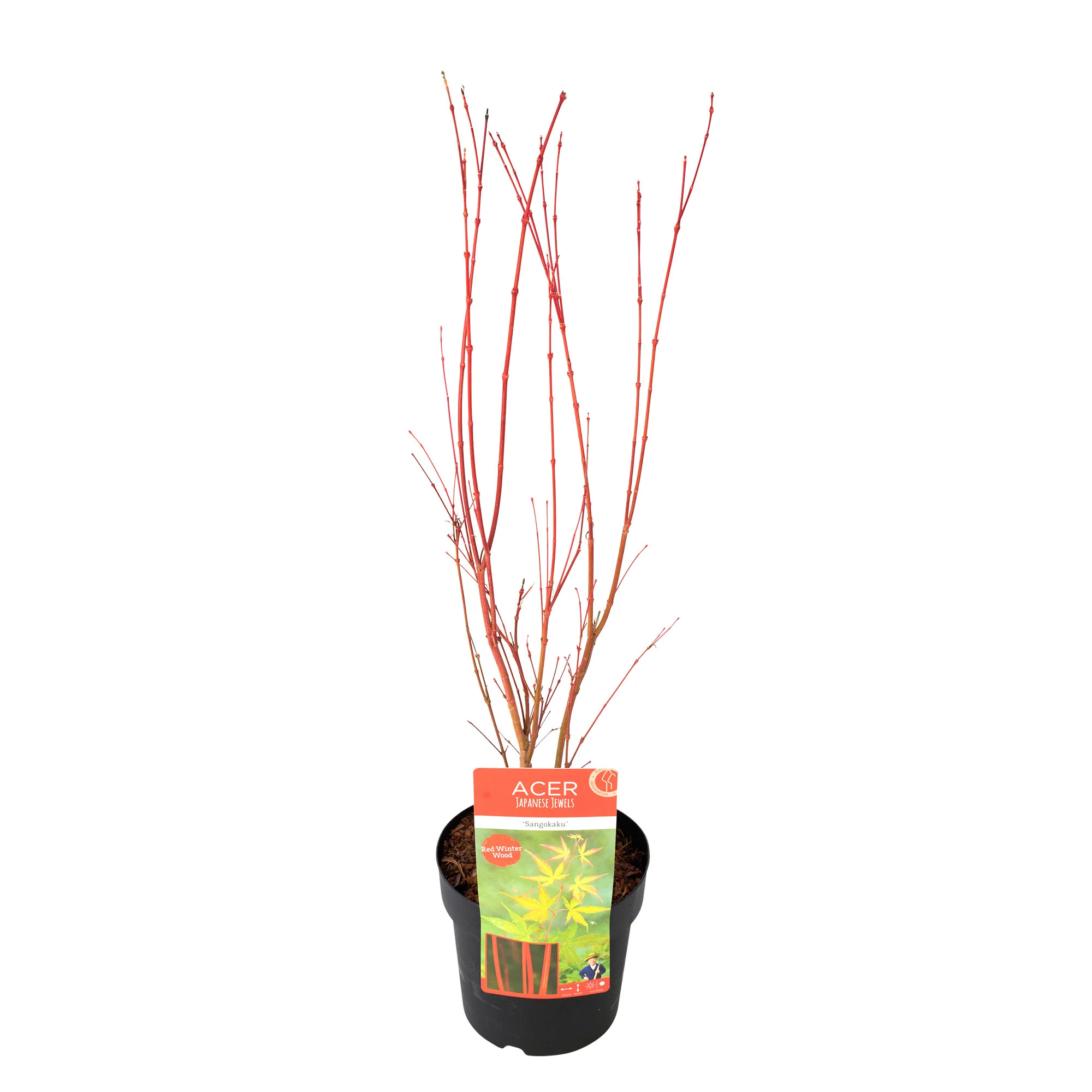 Érable du Japon Acer 'Sangokaku' vert-rouge - Image 5